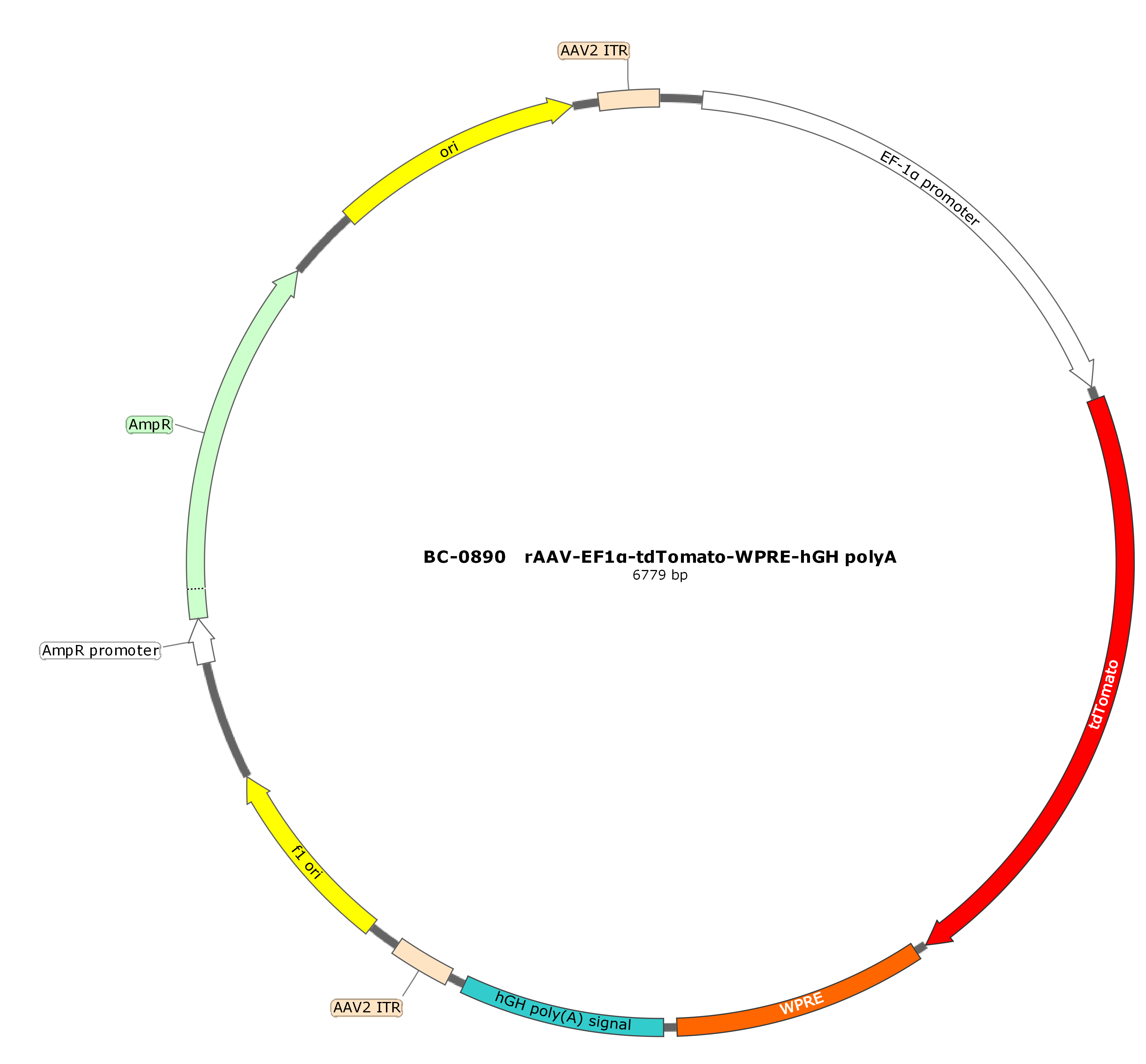 rAAV-EF1α-tdTomato