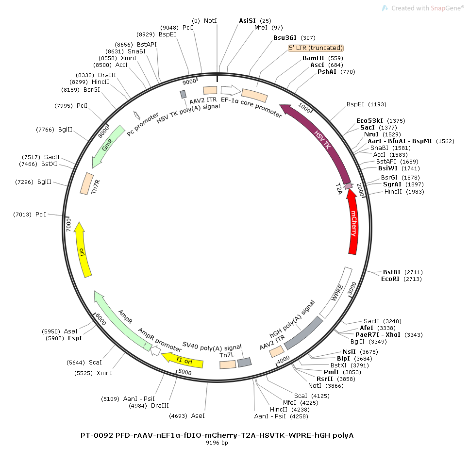 rAAV-nEf1α-FDIO-mCherry-2A-TK-WPRE-hGH polyA