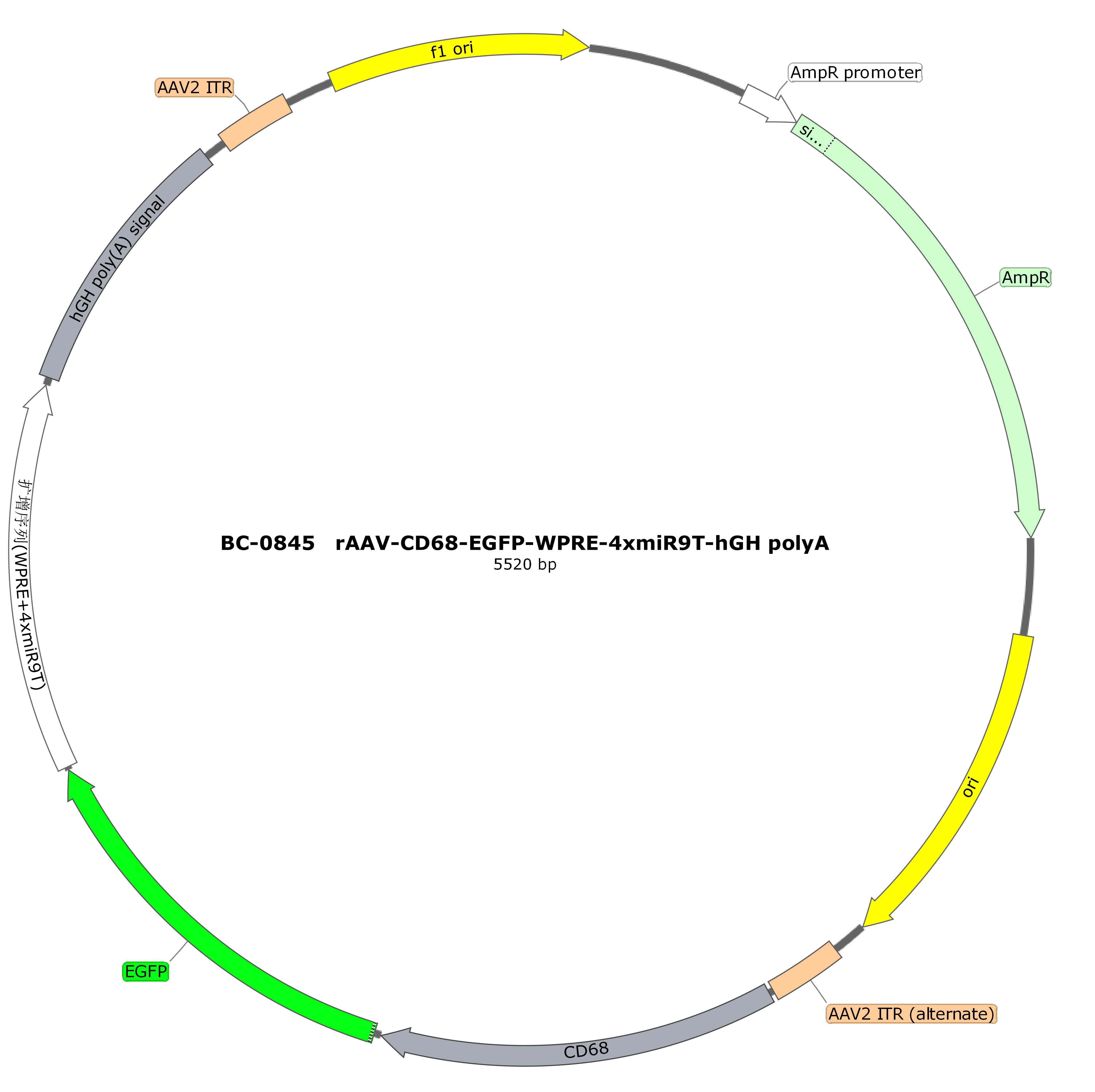 rAAV-hCD68-EGFP-4xmiR9T