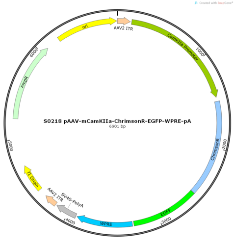 AAV2/9-mCamKIIa-ChrimsonR-EGFP-WPRE-pA