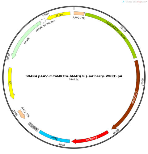 AAV2/9-mCaMKIIa-hM4D(Gi)-mCherry-ER2-WPRE-pA