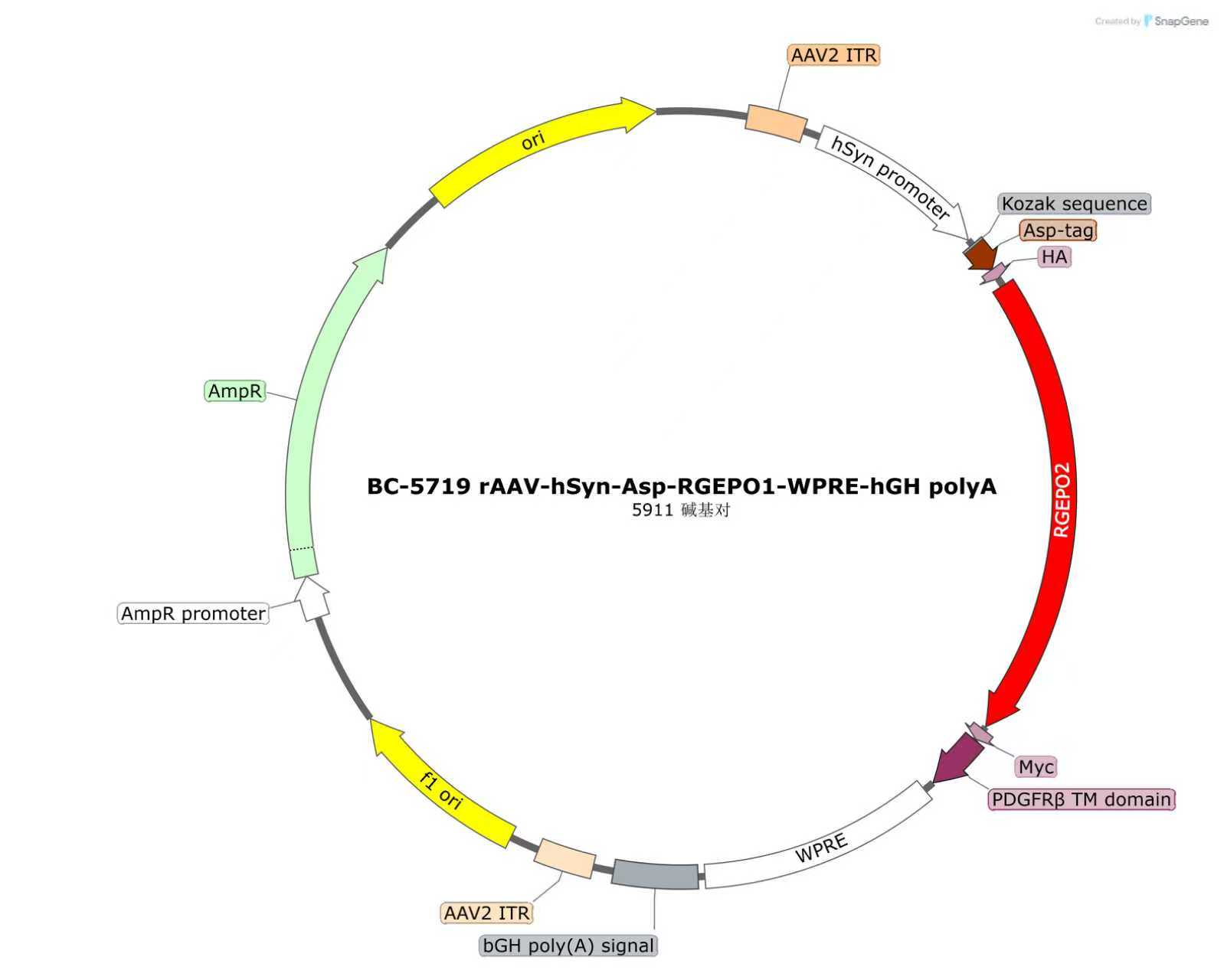 rAAV-hSyn-Asp-RGEPO1