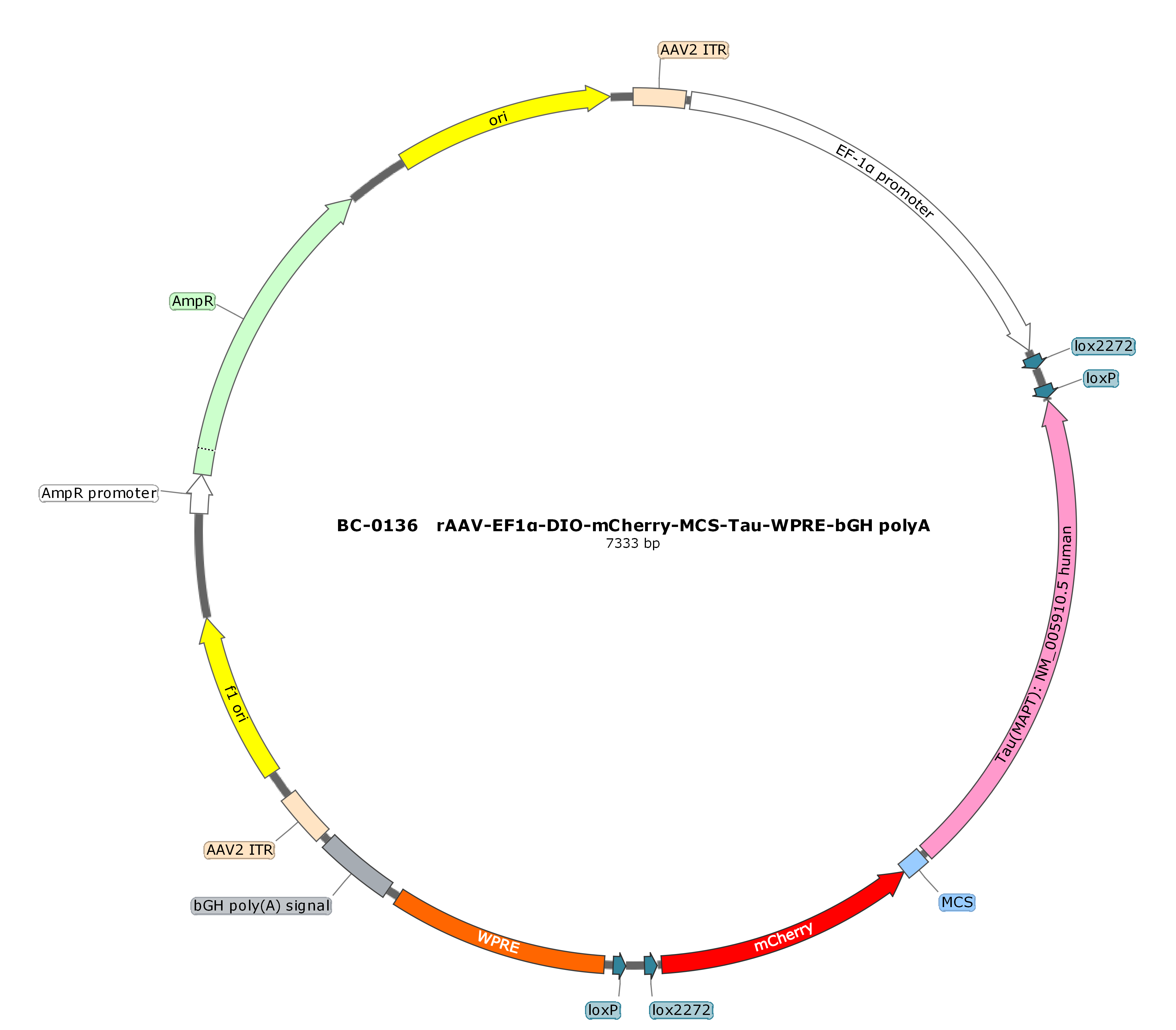 rAAV-EF1α-DIO-Tau(human)-mCherry