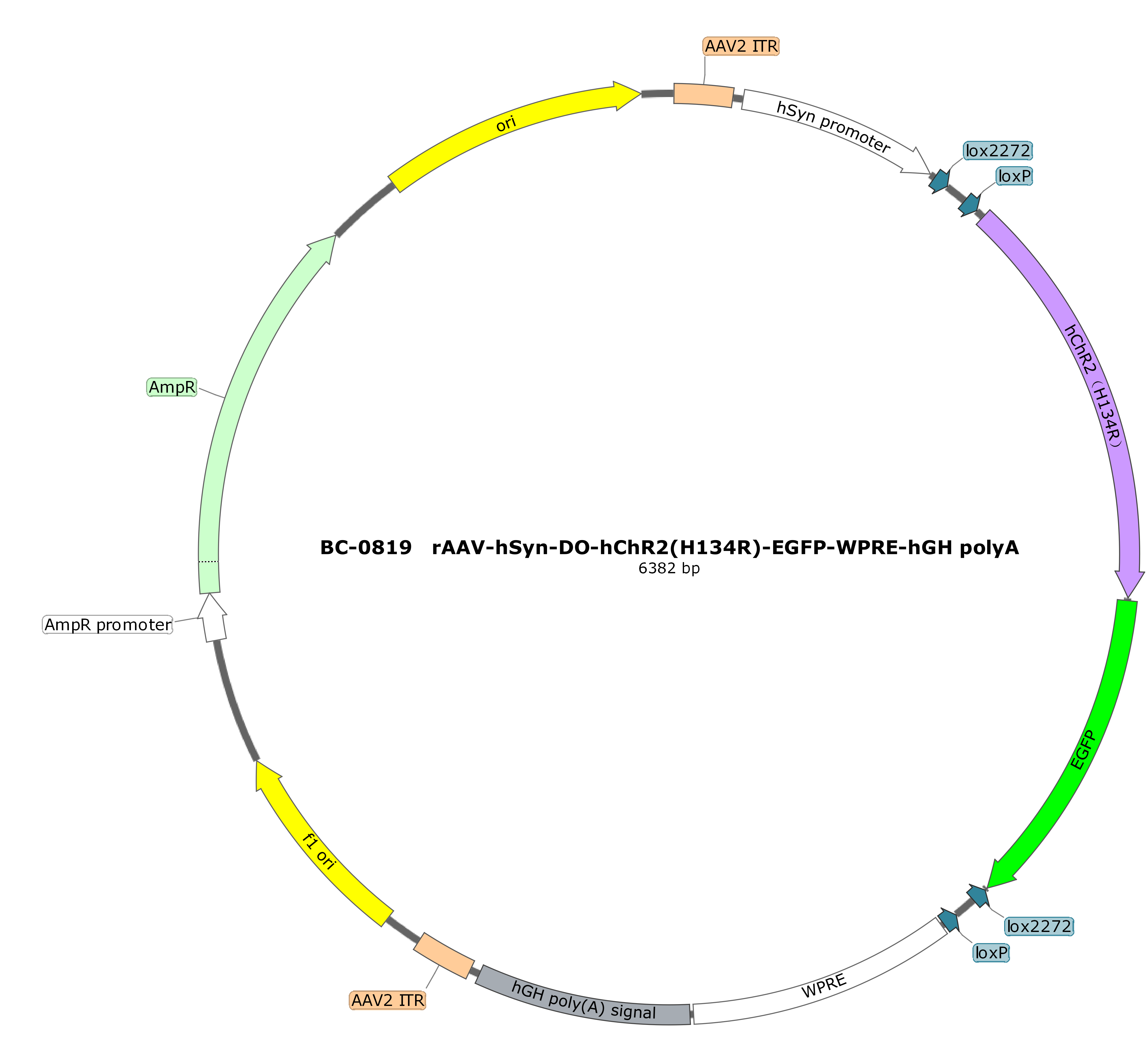 rAAV-hSyn-DO-hChR2(H134R)-EGFP-WPRE-hGH polyA
