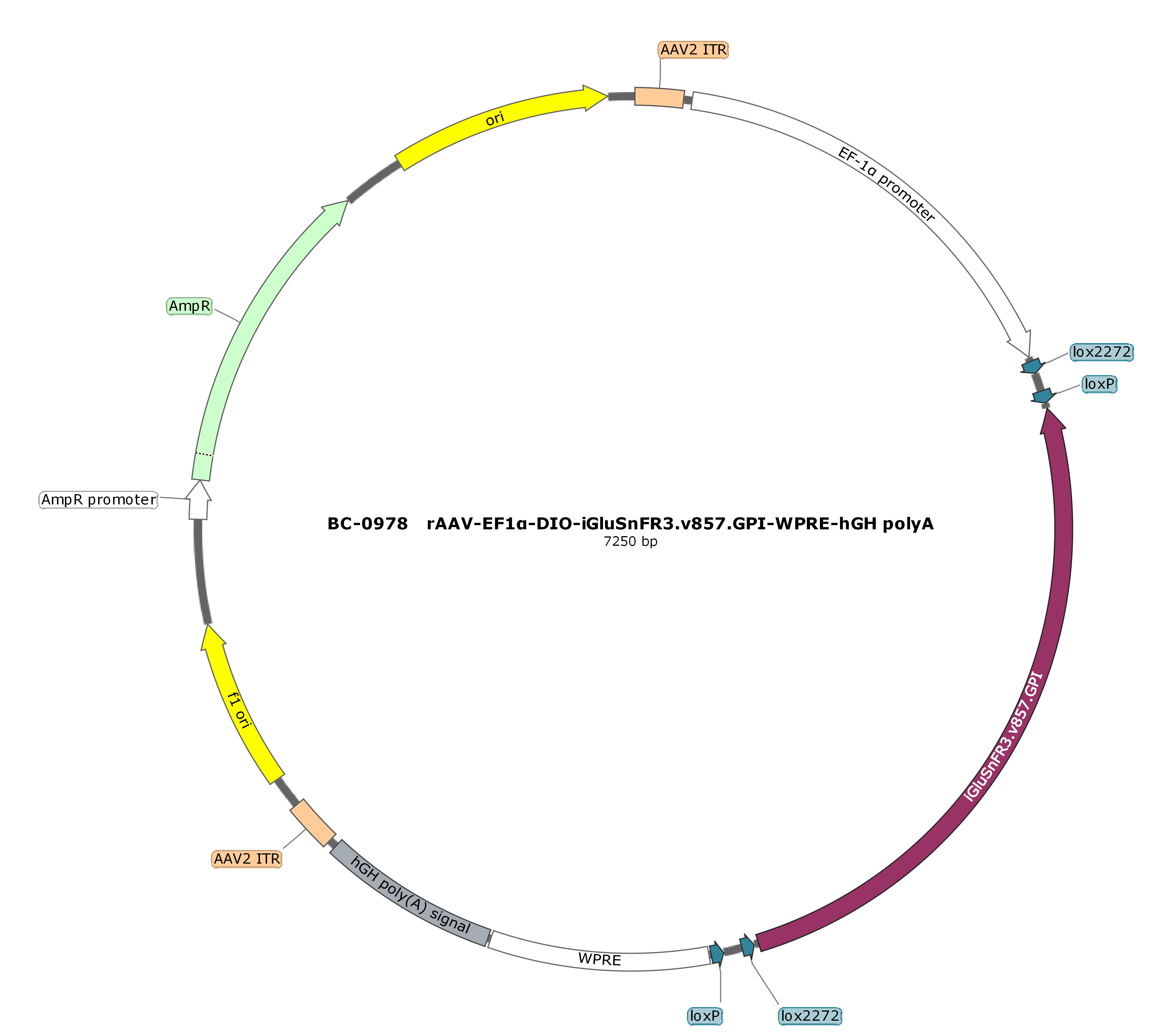 rAAV-EF1α-DIO-iGluSnFR3.v857.GPI