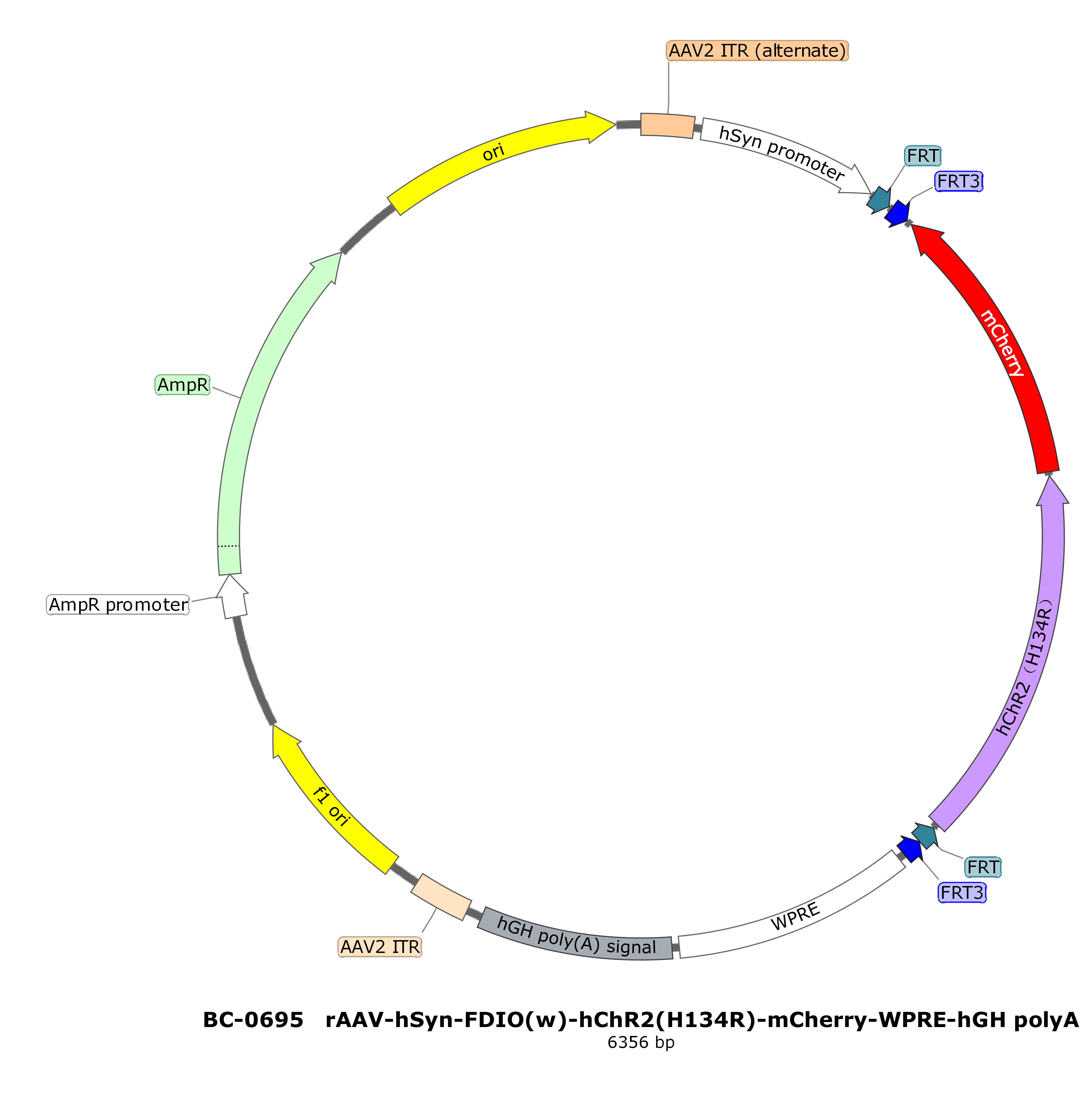 rAAV-hSyn-FDIO(w)-hChR2(H134R)-mCherry