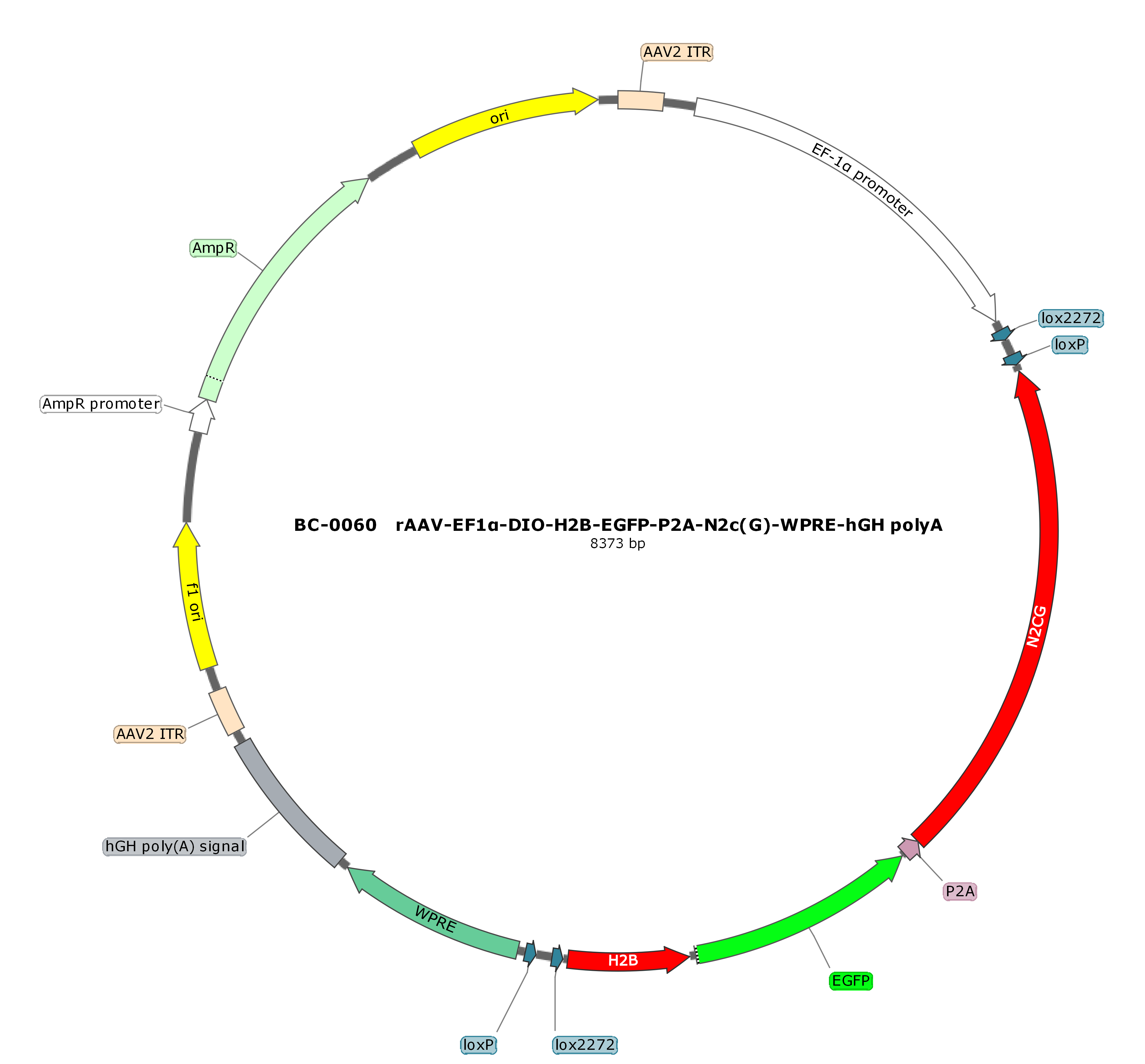 rAAV-EF1α-DIO-H2B-EGFP-P2A-N2cG