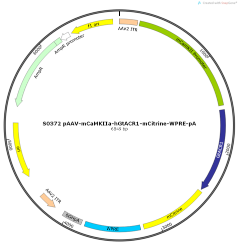AAV2/9-mCaMKIIa-hGtACR1-mCitrine-ER2-WPRE-pA