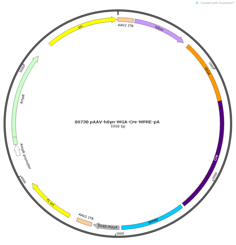AAV2/2Retro-hSyn-WGA-Cre-WPRE-pA