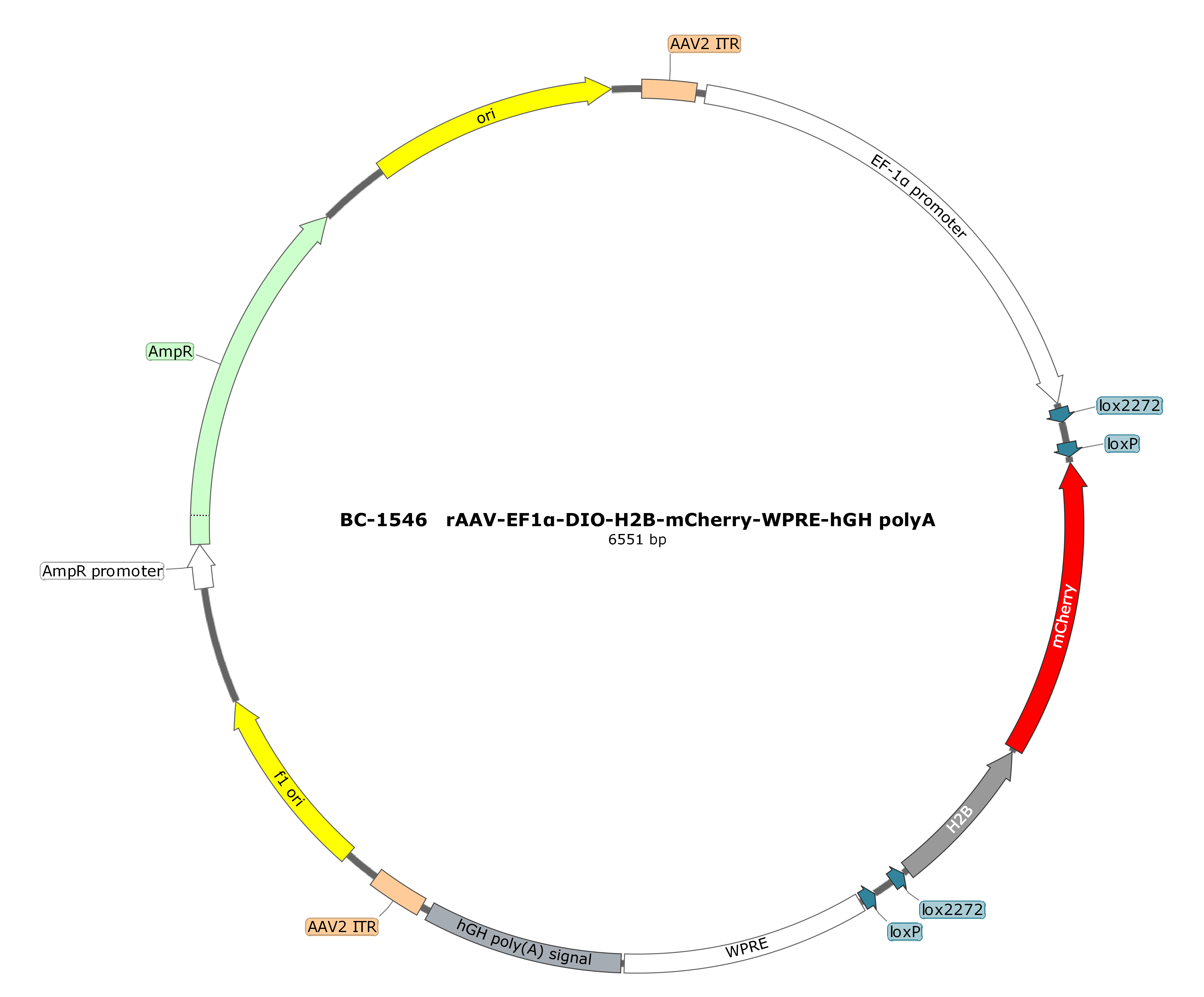 rAAV-EF1α-DIO-H2B-mCherry