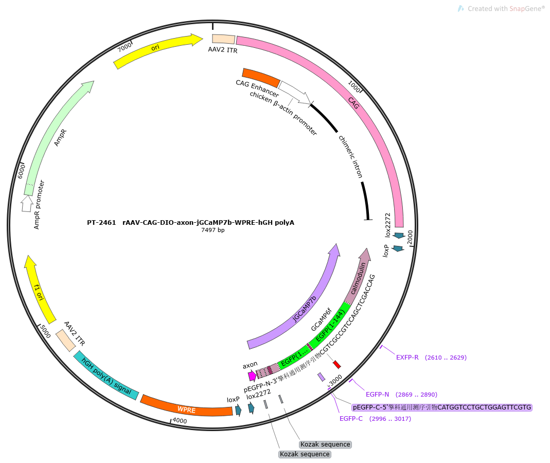 rAAV-CAG-DIO-axon-jGCaMP7b-WPRE-hGH polyA