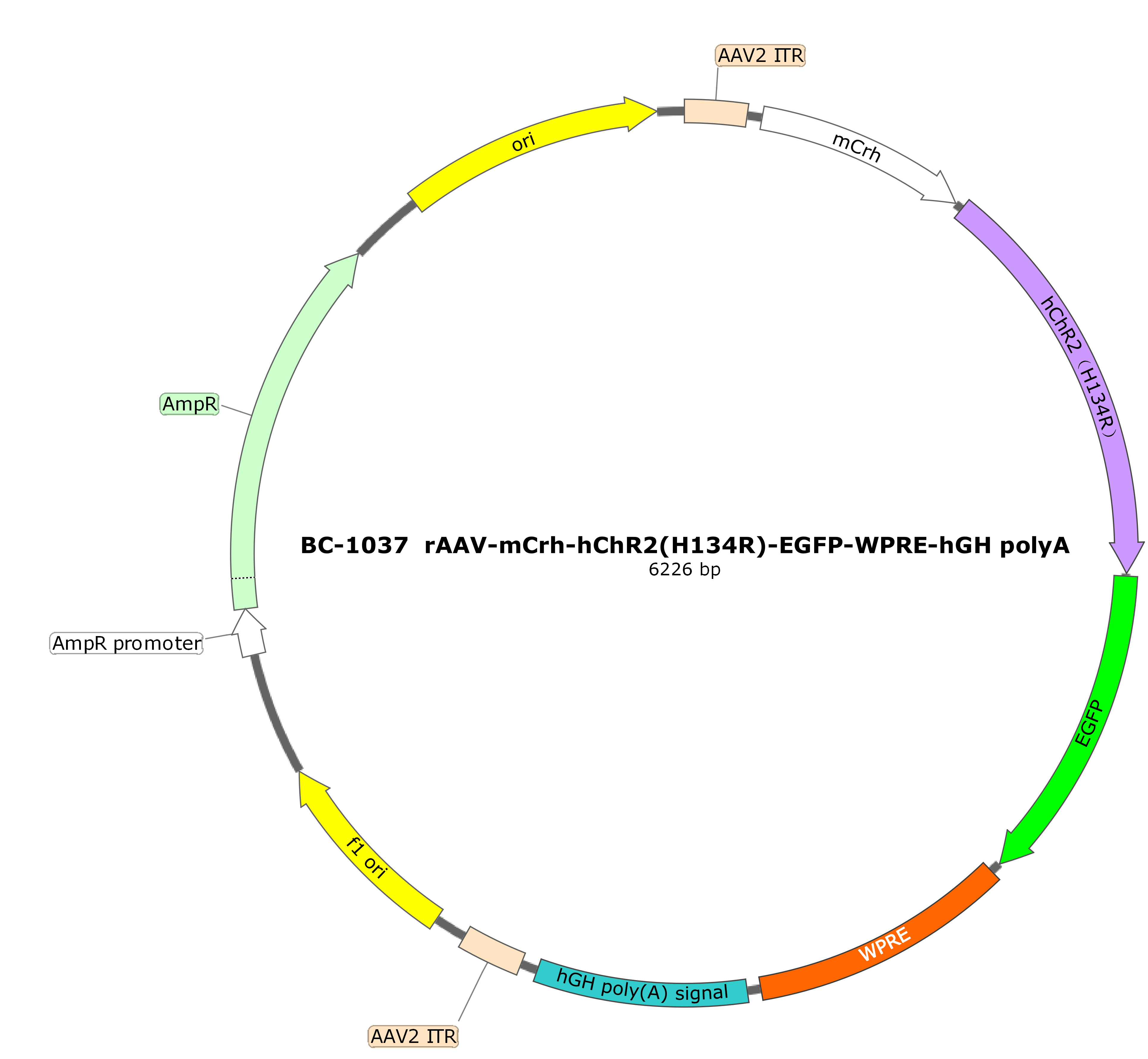 rAAV-mCrh-hChR2(H134R)-EGFP