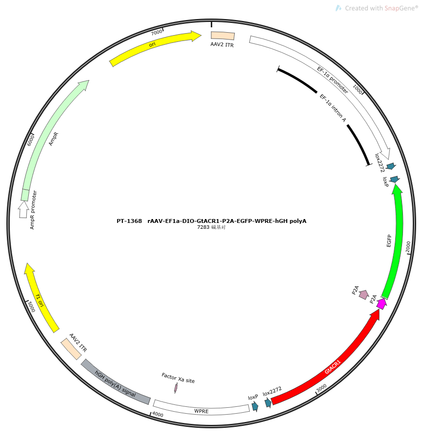 rAAV-EF1a-DIO-GtACR1-P2A-EGFP-WPRE-hGH polyA