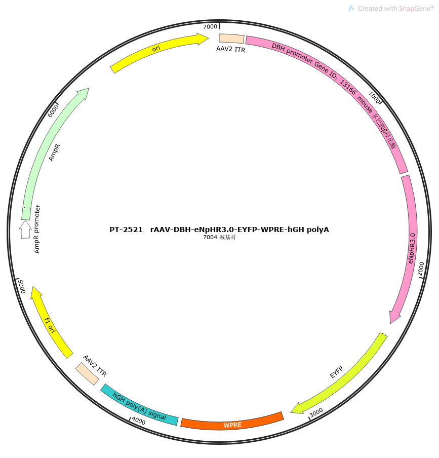 rAAV-DBH-eNpHR3.0-EYFP-WPRE-hGH polyA