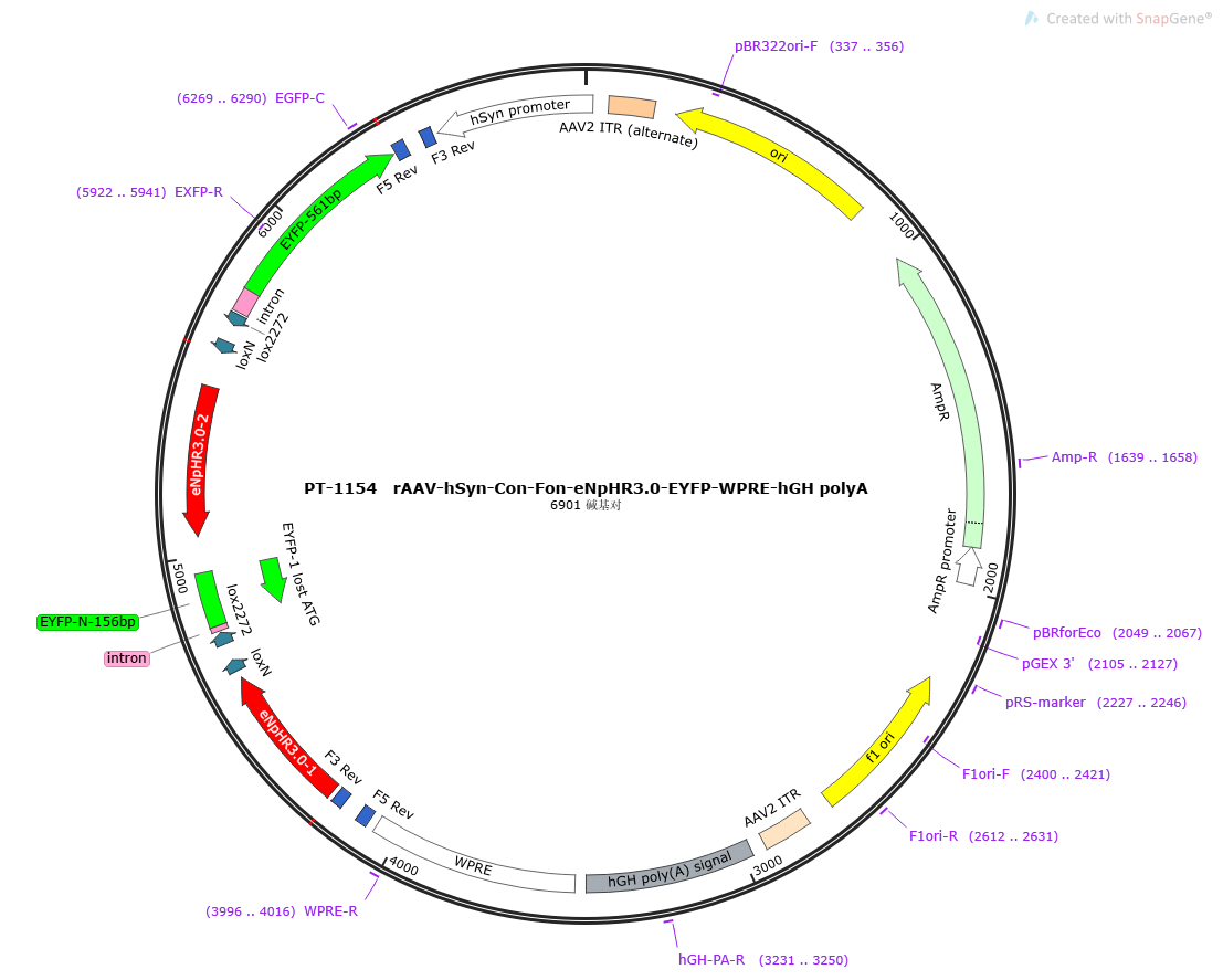 rAAV-hSyn-Con Fon-eNpHR3.0-EYFP-WPRE-hGH polyA