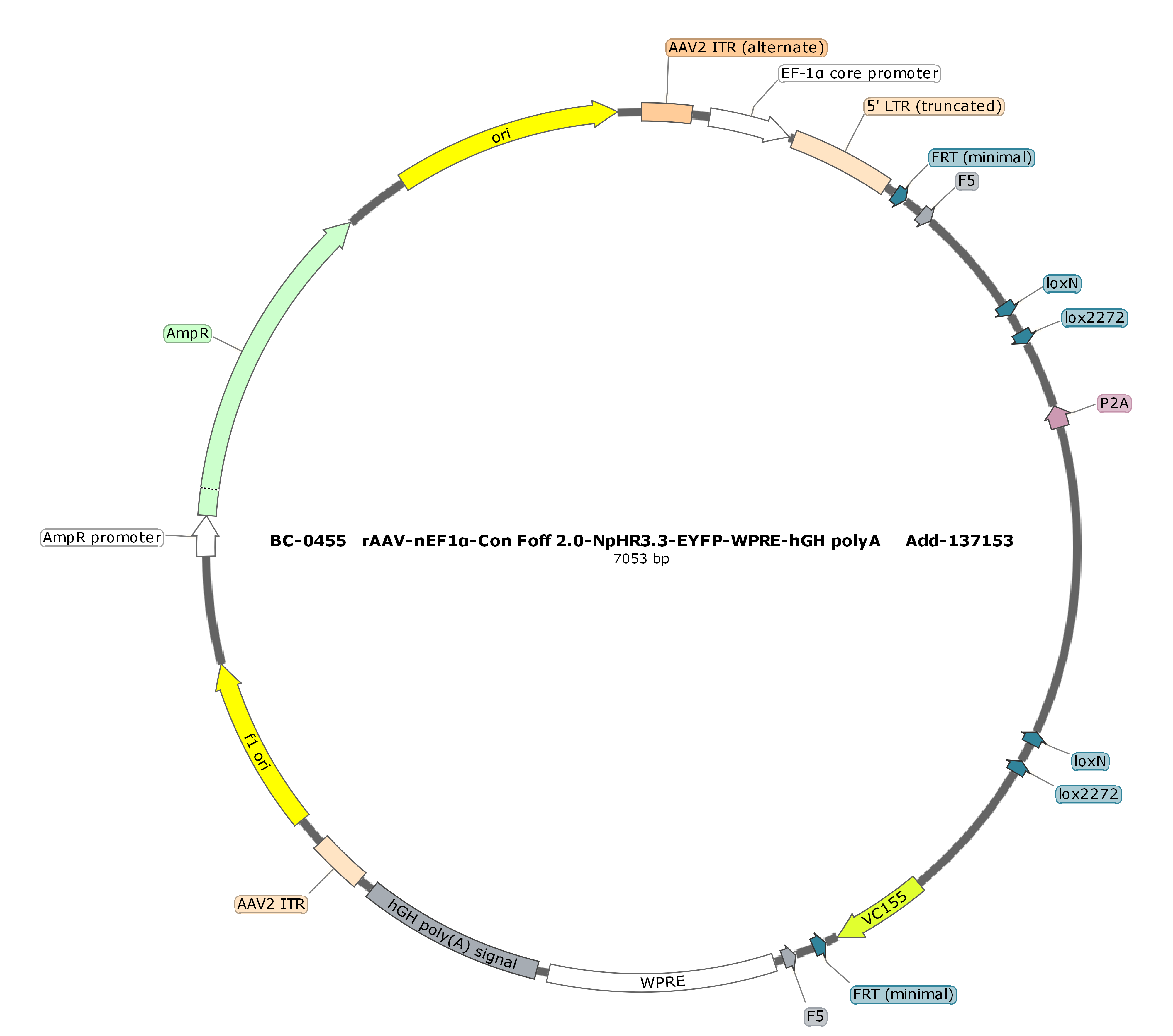 rAAV-nEF1α-Con Foff 2.0-NpHR3.3-P2A-EYFP