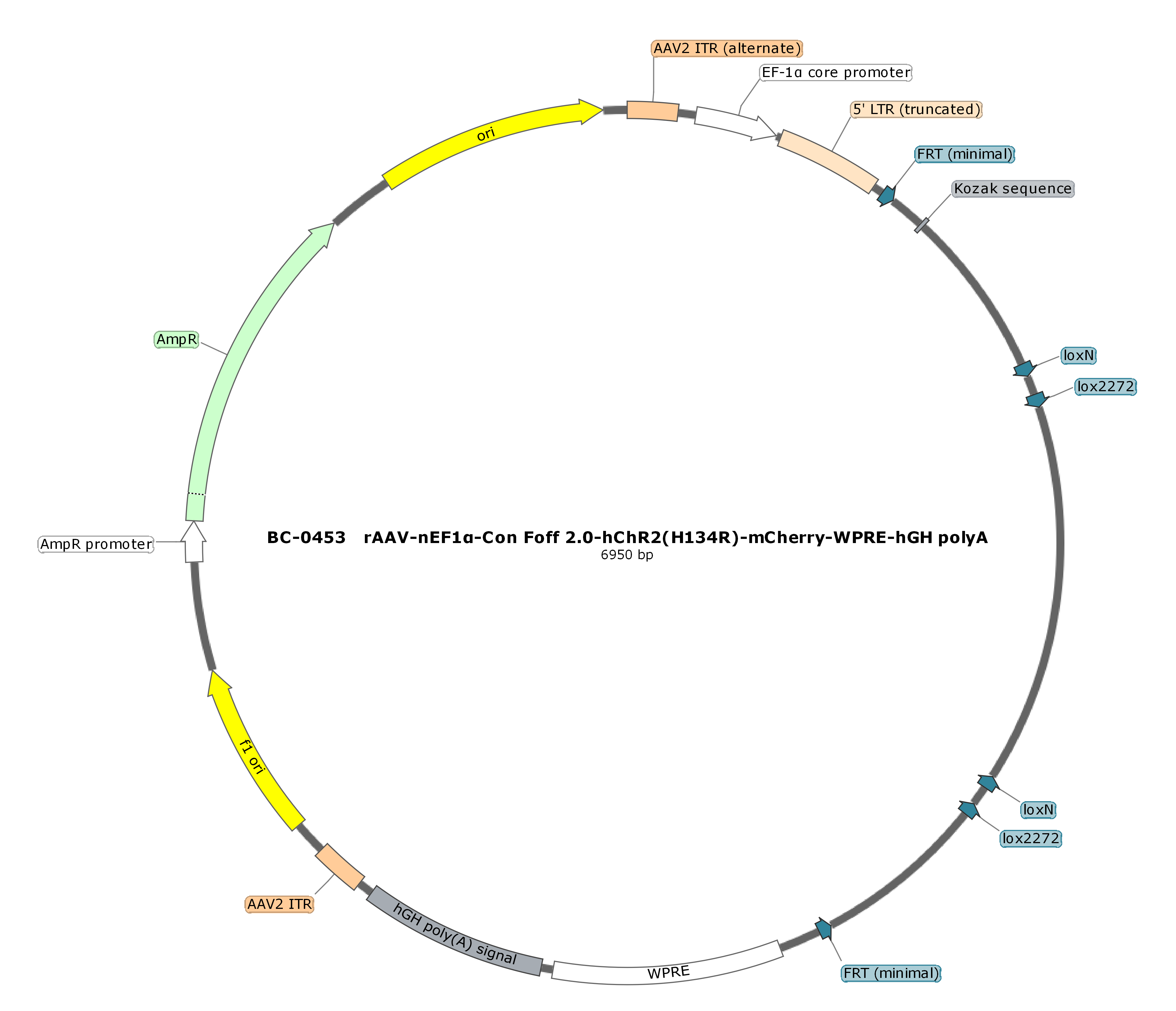 rAAV-nEF1α-Con Foff 2.0-hChR2(H134R)-mCherry
