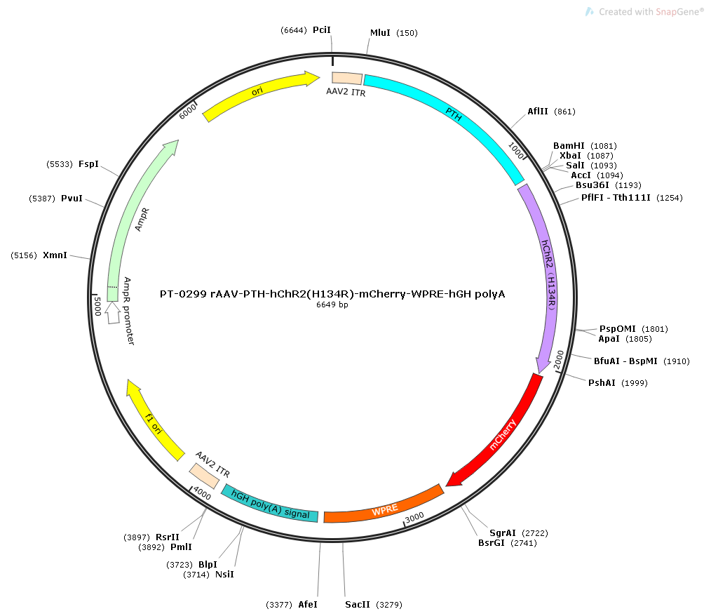 rAAV-PTH-hChR2(H134R)-mCherry-WPRE-hGH polyA