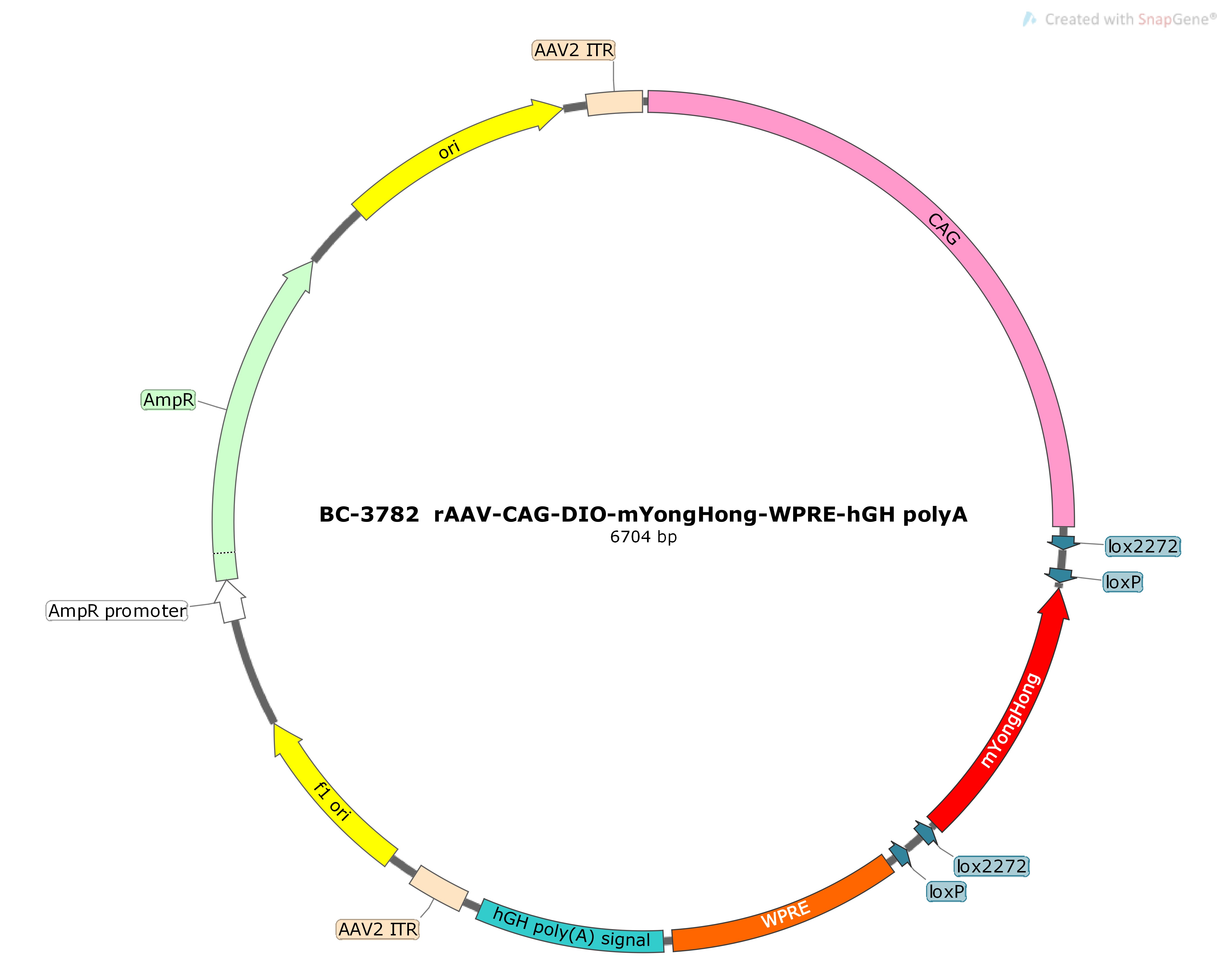rAAV-CAG-DIO-mYongHong