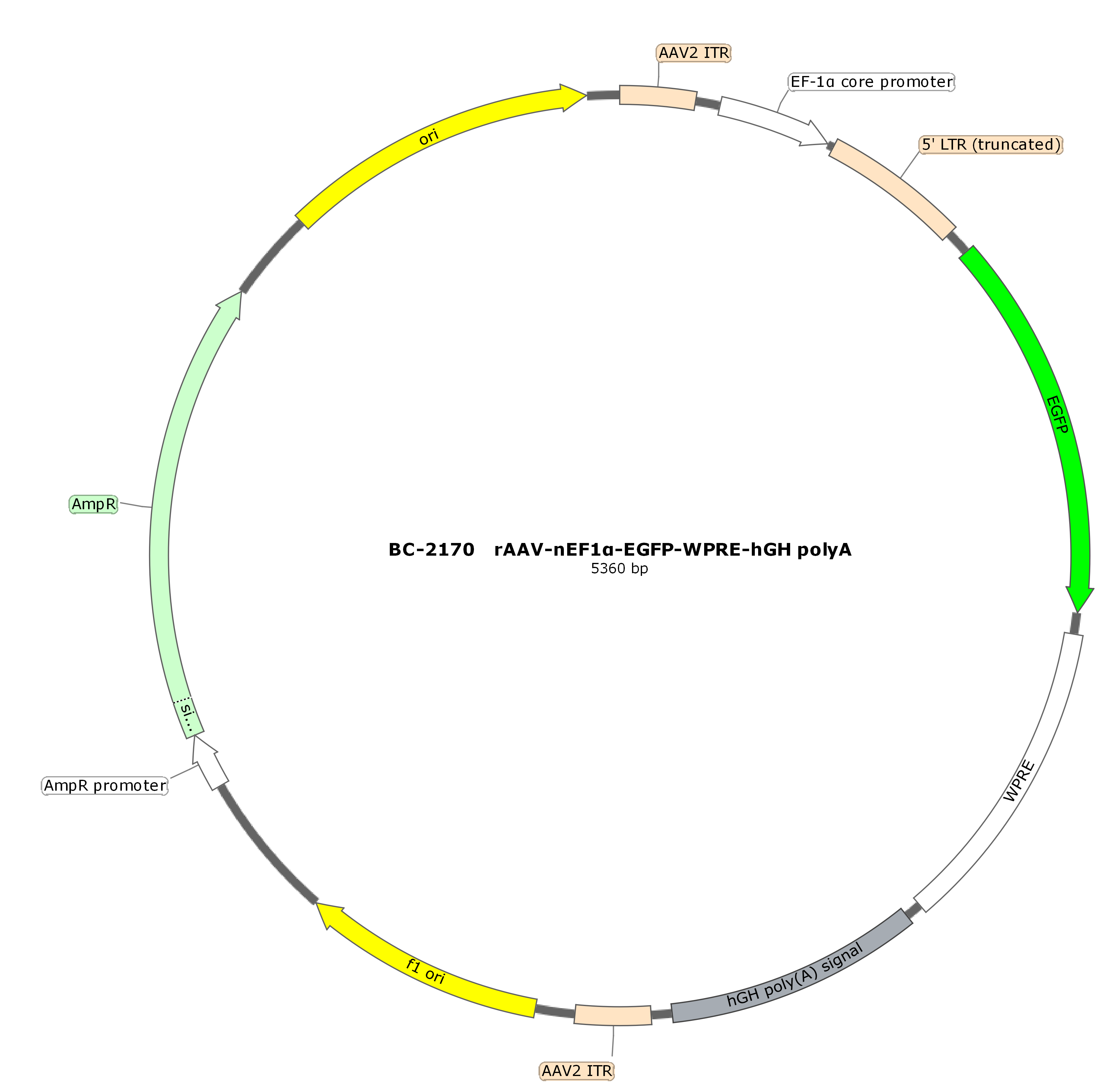 rAAV-nEf1α-EGFP-WPRE-hGH polyA