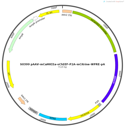 AAV2/9-mCaMKIIa-oChIEF-ER2-P2A-mCitrine-WPRE-pA