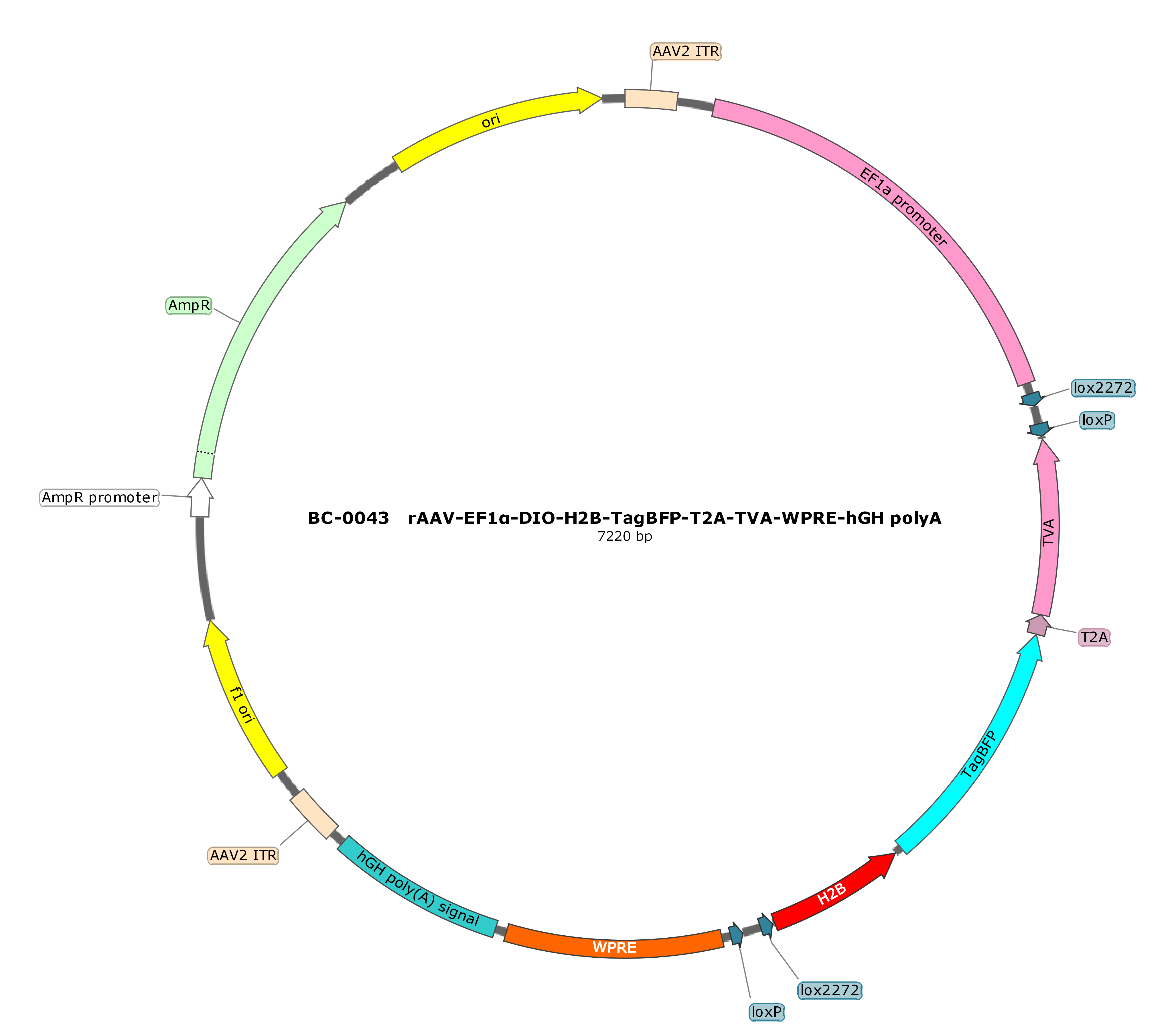 rAAV-EF1α-DIO-H2B-BFP-T2A-TVA