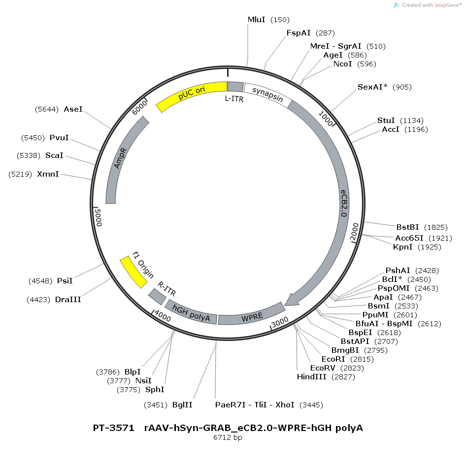rAAV-hSyn-GRAB_eCB2.0-WPRE-hGH polyA