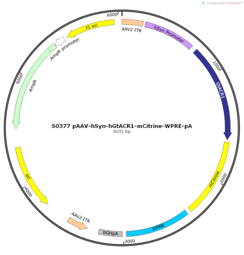 AAV2/9-hSyn-hGtACR1-mCitrine-ER2-WPRE-pA