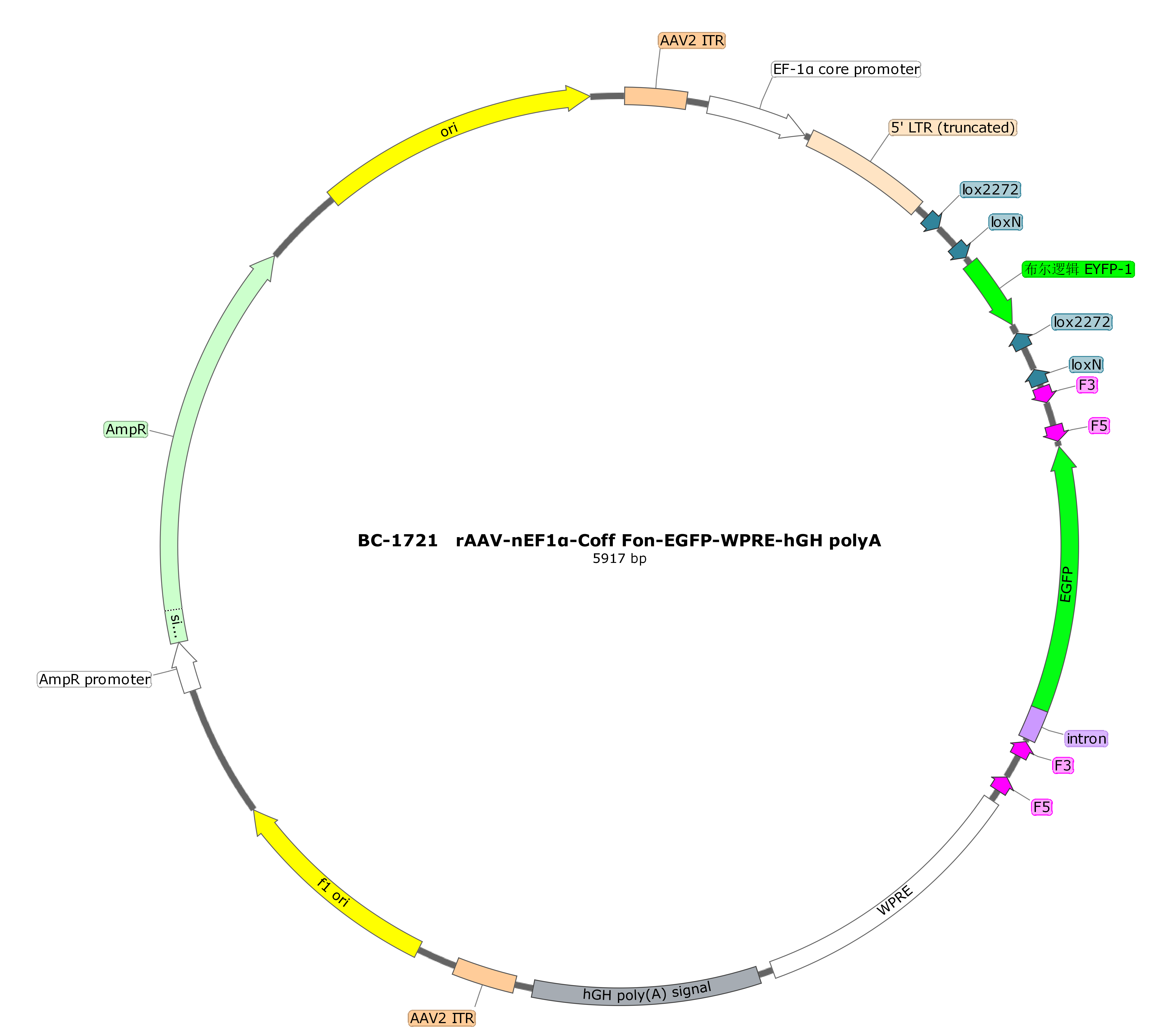 rAAV-nEF1α-Coff Fon-EGFP