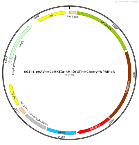AAV2/9-mCaMKIIa-hM4D(Gi)-mCherry-WPRE-pA