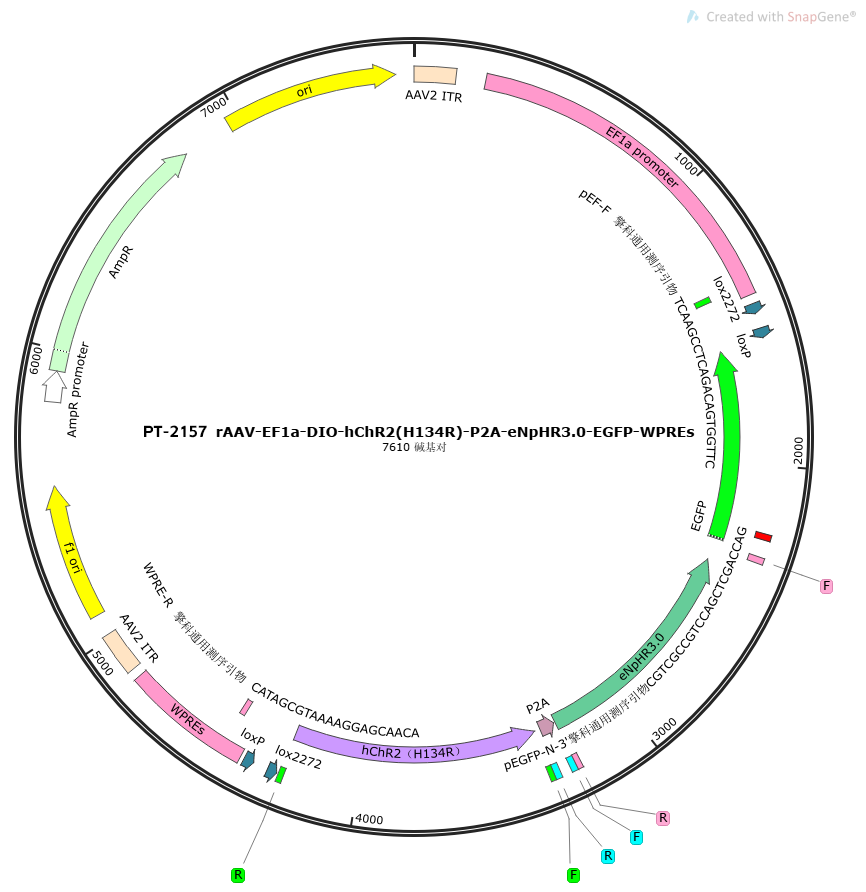 rAAV-EF1a-DIO-hChR2(H134R)-P2A-eNpHR3.0-EGFP-WPREs
