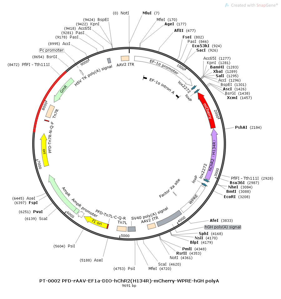 rAAV-EF1α-DIO-hChR2(H134R)-mCherry-WPRE-hGH polyA