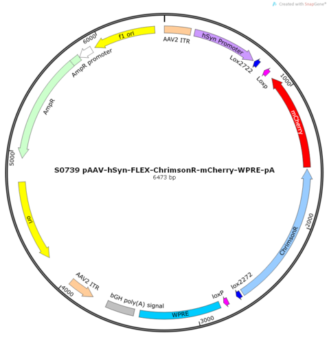 AAV2/2-hSyn-FLEX-ChrimsonR-mCherry-ER2-WPRE-pA