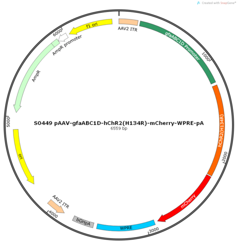 AAV2/8-gfaABC1D-hChR2(H134R)-mCherry-ER2-WPRE-pA