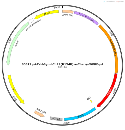 AAV2/8-hSyn-hChR2(H134R)-mCherry-ER2-WPRE-pA