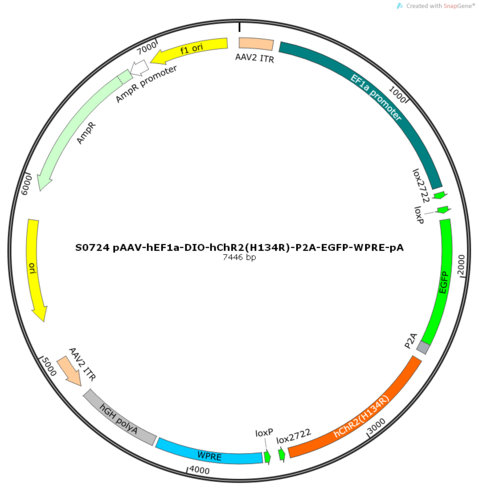 AAV2/9-hEF1a-DIO-hChR2(H134R)-ER2-P2A-EGFP-WPRE-pA