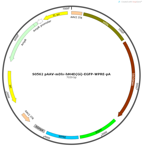 AAV2/8-mDlx-hM4D(Gi)-EGFP-ER2-WPRE-pA