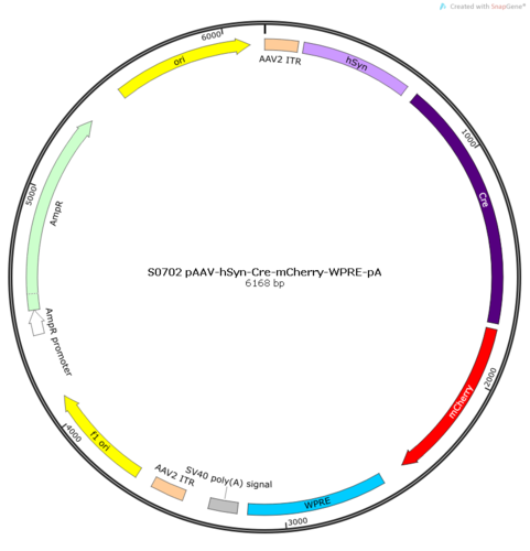 rAAV-hSyn-CRE-mCherry-WPRE-hGH polyA