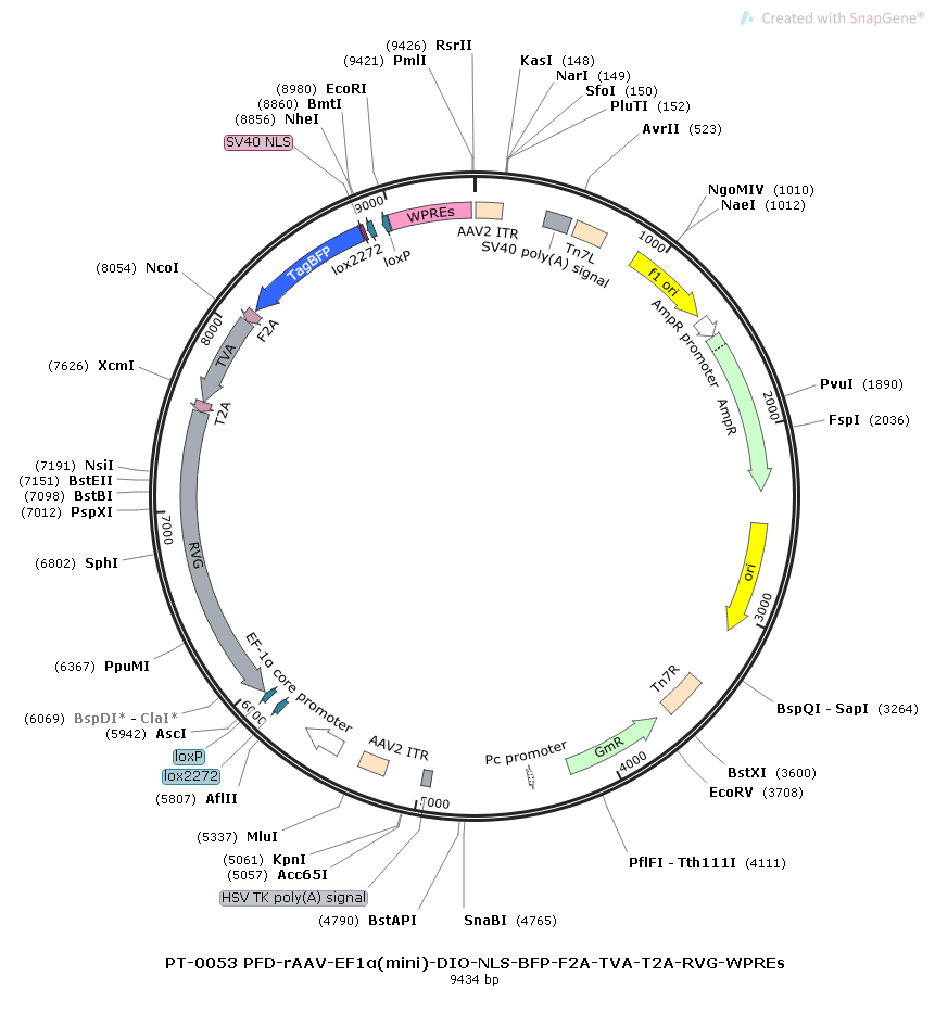 rAAV-nEf1α-DIO-BFP-2A-TVA-2A-RVG -WPREs