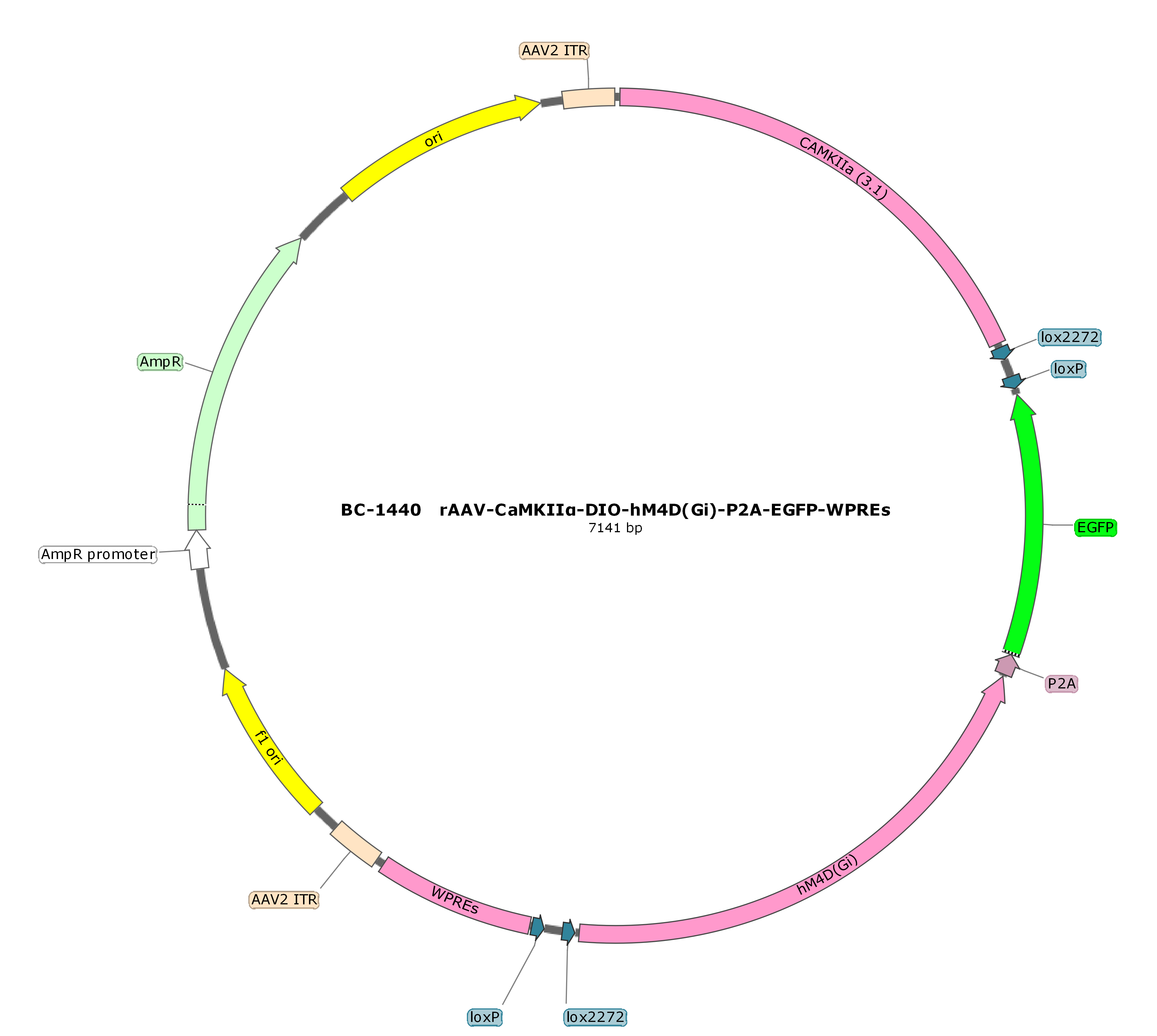 rAAV-CaMKIIα-DIO-hM4D(Gi)-P2A-EGFP