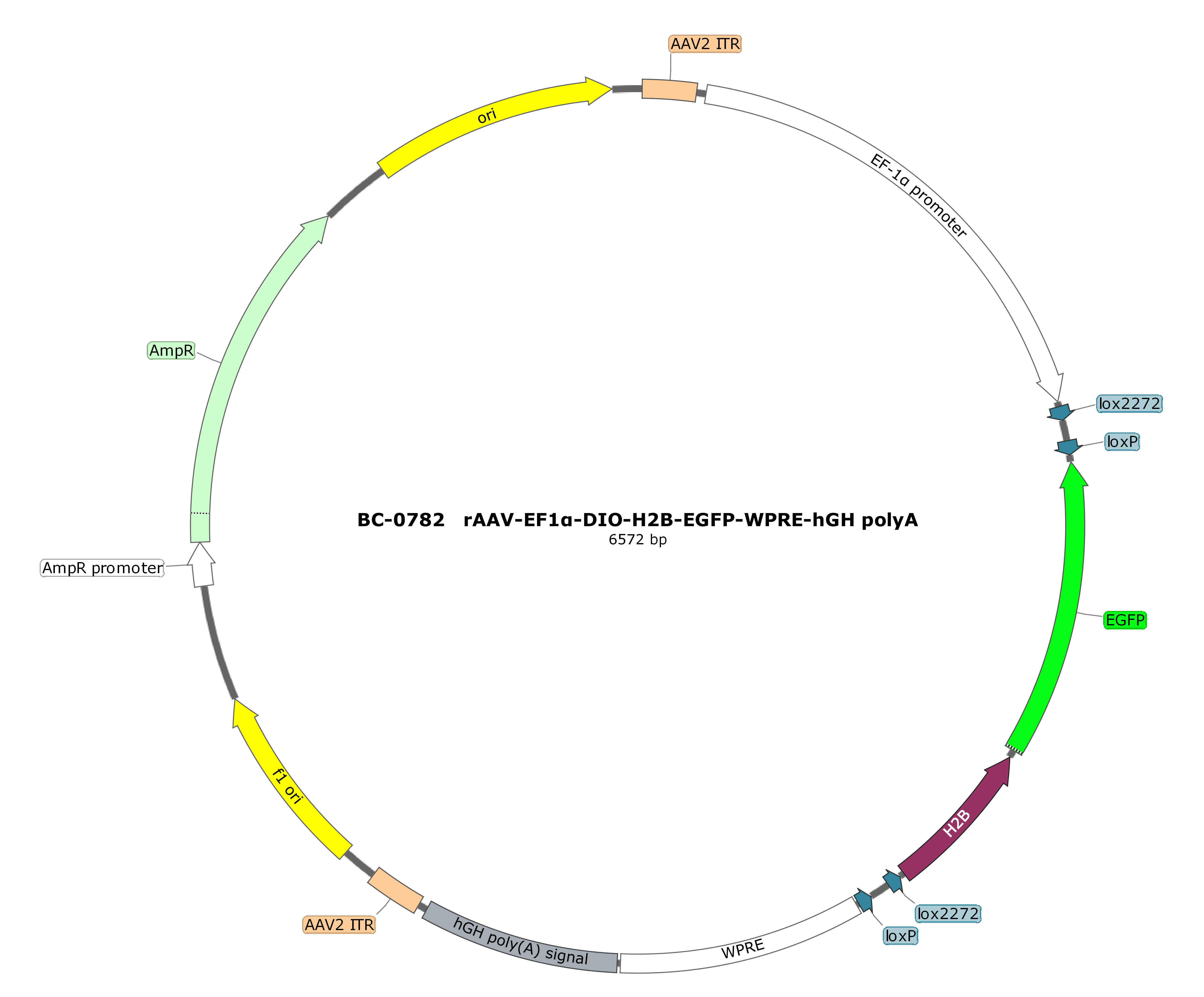 rAAV-EF1α-DIO-H2B-EGFP-WPRE-hGH polyA