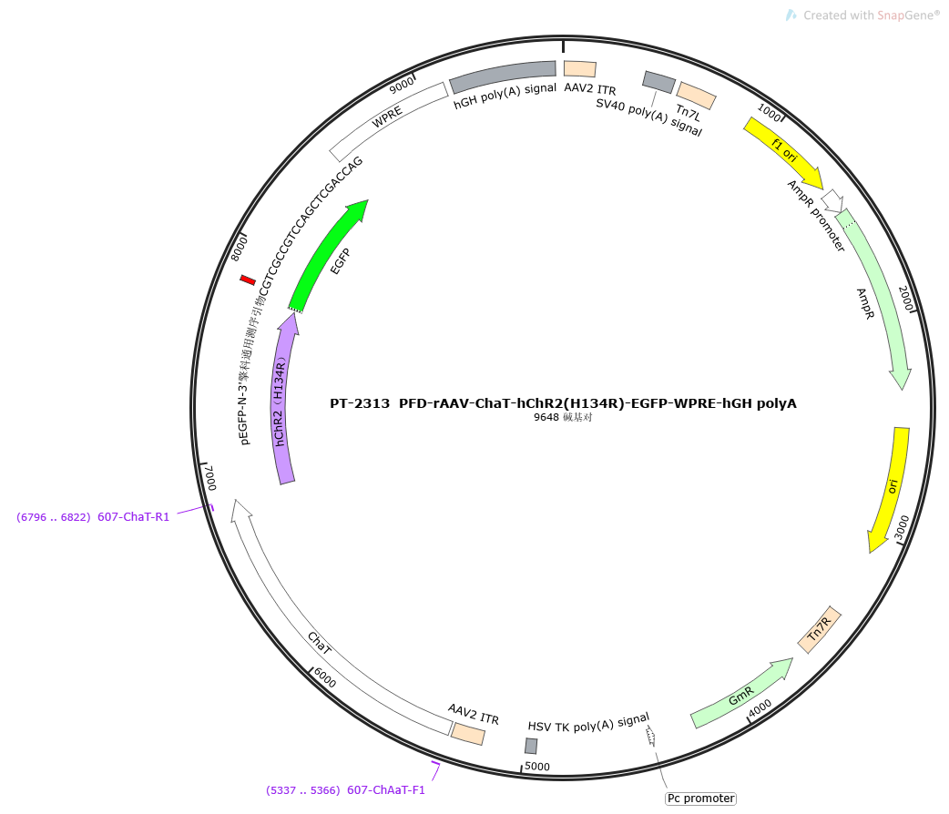 PFD-rAAV-ChAT-hChR2(H134R)-EGFP-WPRE-hGH polyA