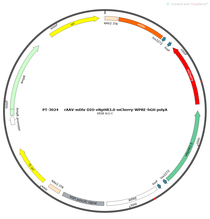 rAAV-mDlx-DIO-eNpHR3.0-mCherry-WPRE-hGH polyA