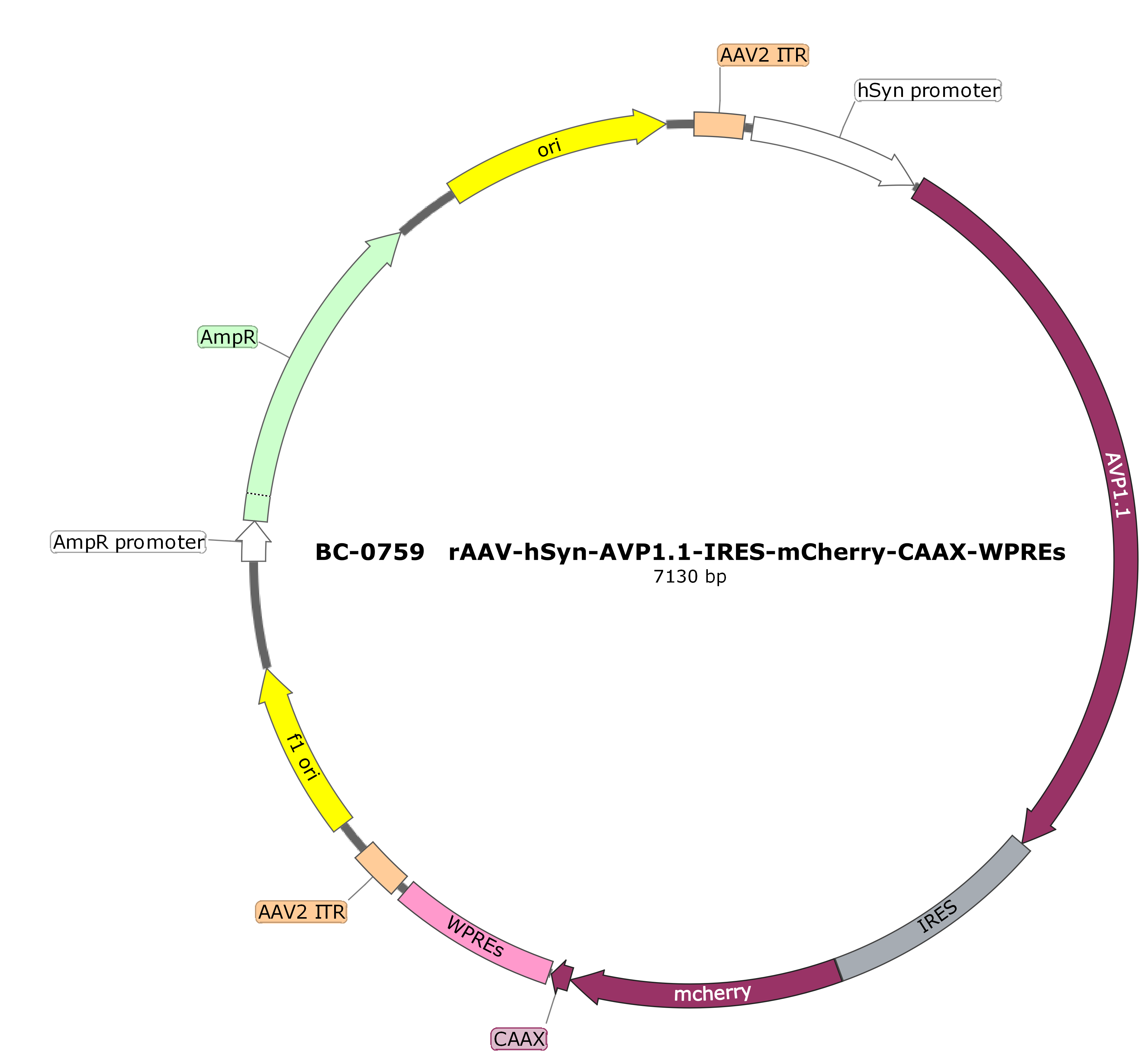 rAAV-hSyn-AVP1.1-IRES-mCherry-CAAX