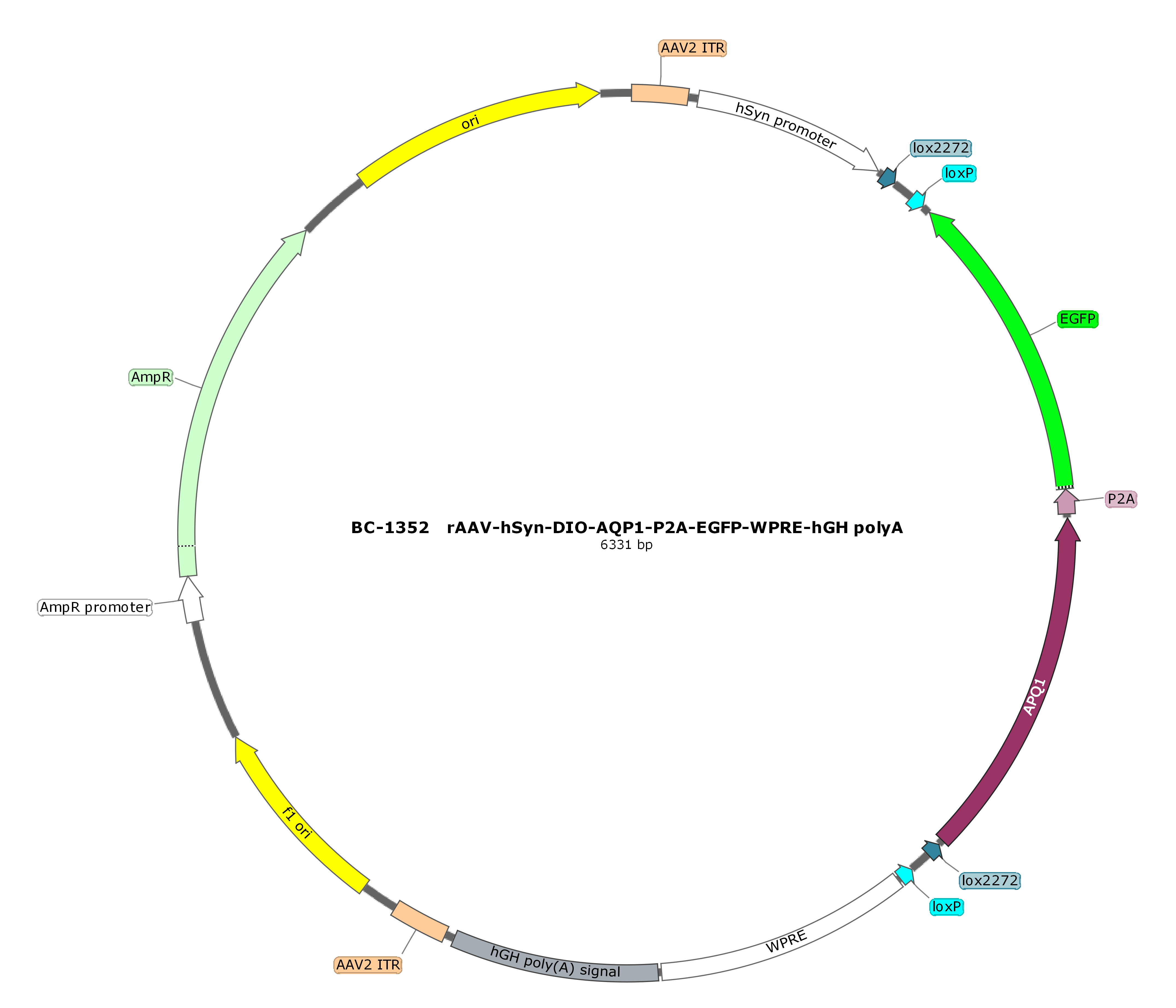 rAAV-hSyn-DIO-AQP1-P2A-EGFP