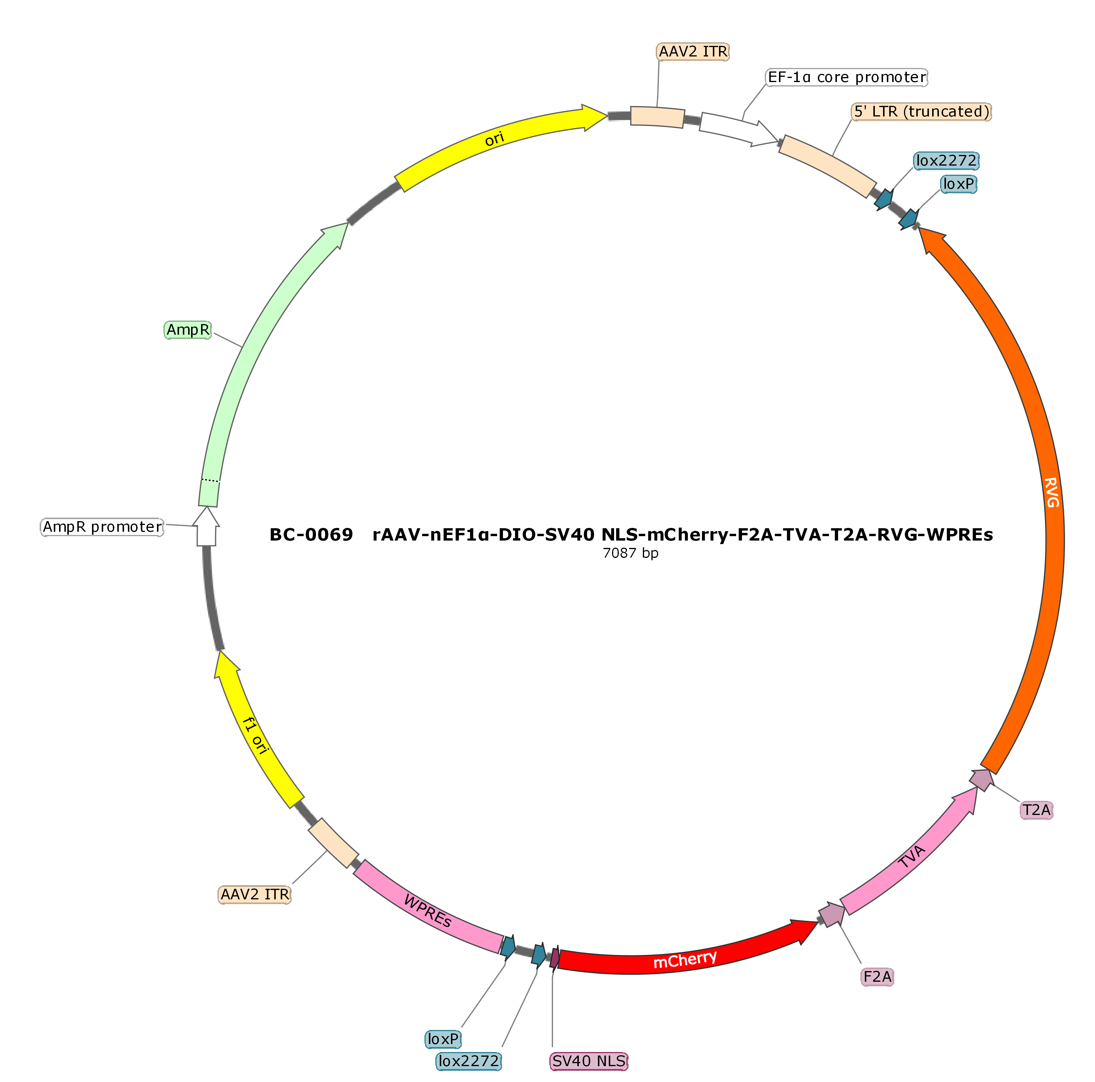 rAAV-nEF1α-DIO-NLS-mCherry-F2A-TVA-T2A-RVG
