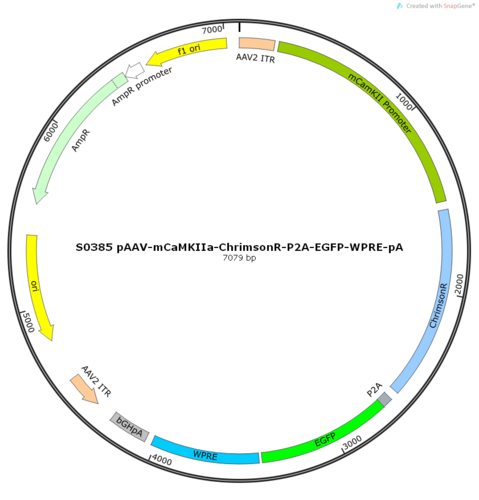 AAV2/9-mCaMKIIa-ChrimsonR-ER2-P2A-EGFP-WPRE-pA