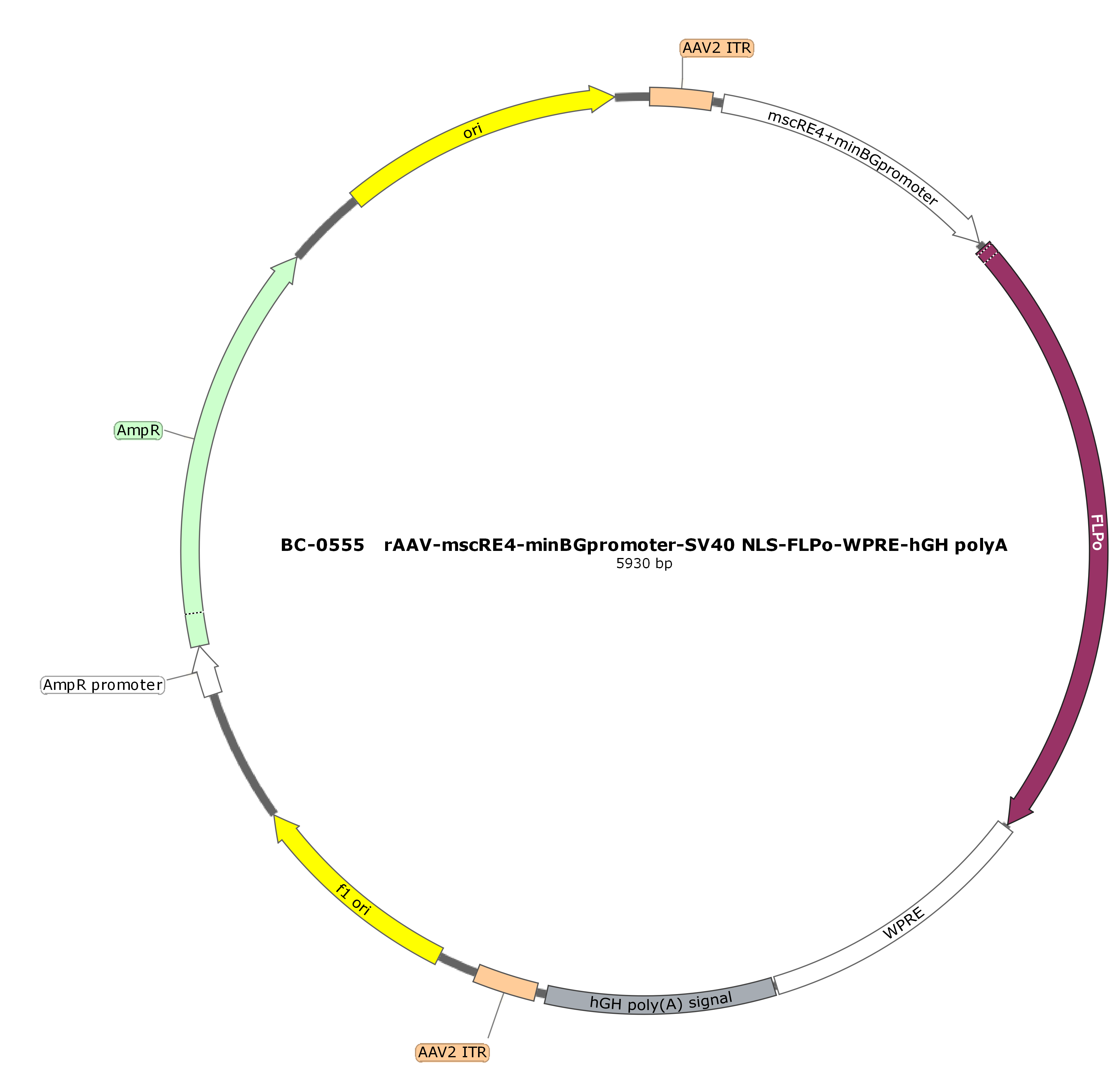 rAAV-mscRE4-minBGpromoter-SV40 NLS-Flpo