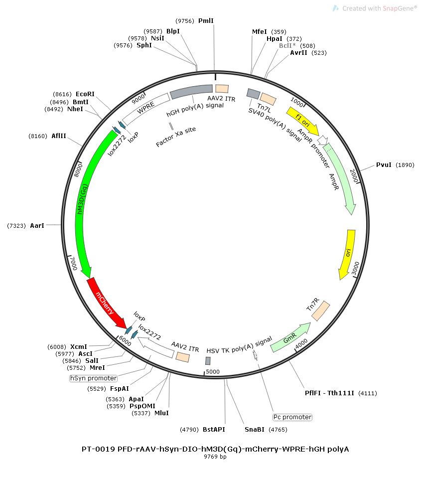 rAAV-hSyn-DIO-hM3D(Gq)-mCherry-WPRE-hGH polyA