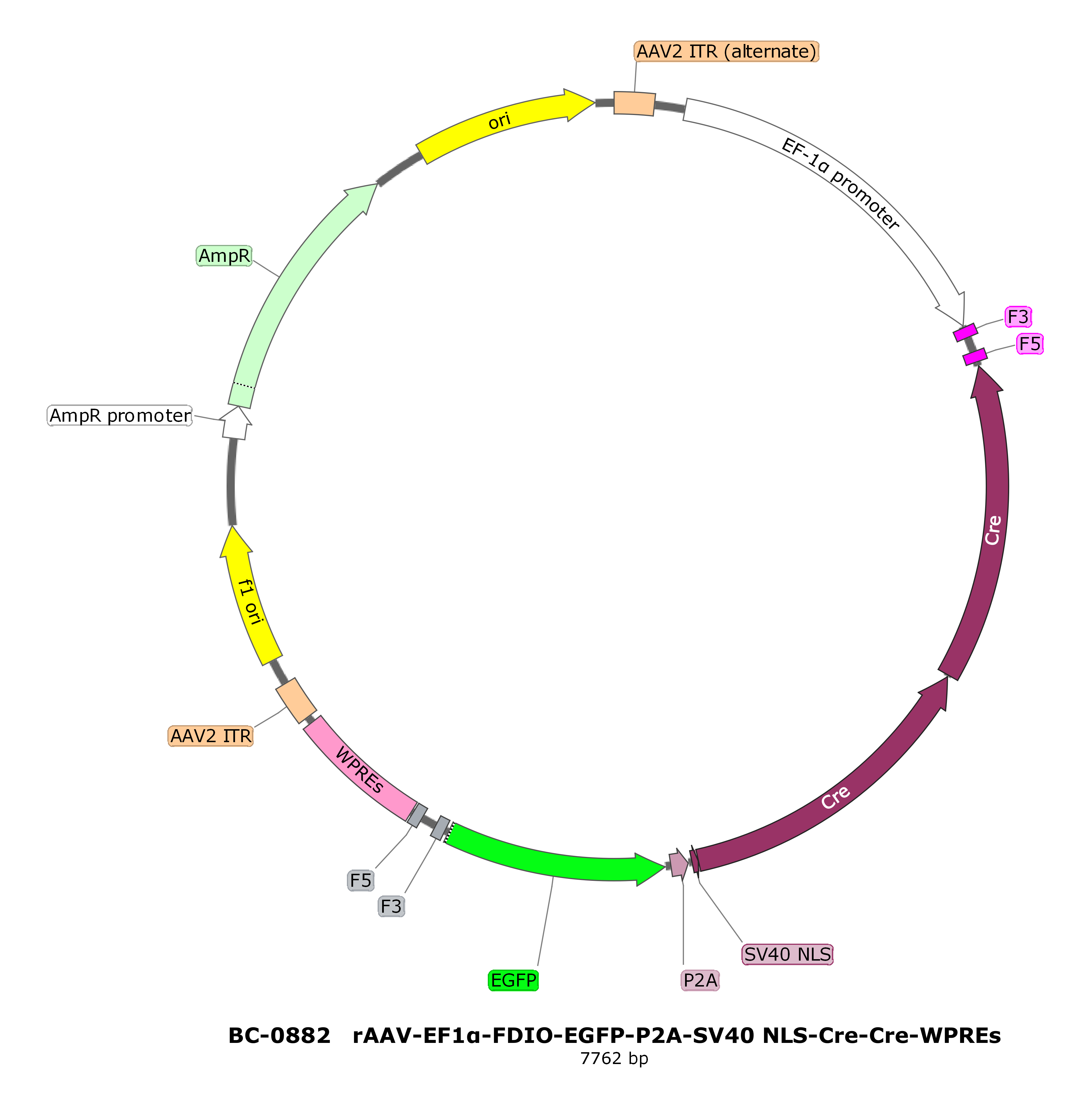 rAAV-EF1α-FDIO-EGFP-P2A-SV40 NLS-Cre-Cre